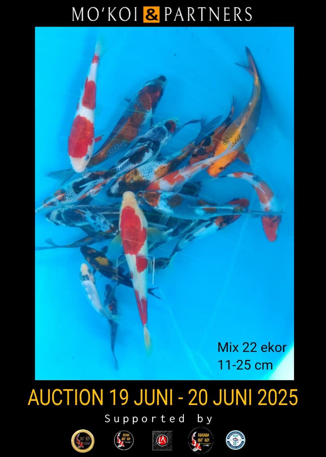 Lelang Koi Online, Jual Beli Ikan Koi, Pusat Jual Beli Koi, Info Lelang Koi Hari Ini, Platform Jual Beli Koi, Jual Beli Ikan Koi Online, Marketplace Ikan Koi, Jual Koi Terbaik, Tempat Beli Koi Berkualitas, Pasar Ikan Koi Online Terpercaya, Penjual Ikan Koi Terpercaya, Beli Koi Hias Online, Ikan Koi untuk Dijual, Koi Kualitas Terbaik, Toko Online Ikan Koi, Koi Hias Untuk Dijual, Jual Beli Ikan Koi Lokal, Koi Indonesia Online, Pusat Jual Beli Koi Terbesar