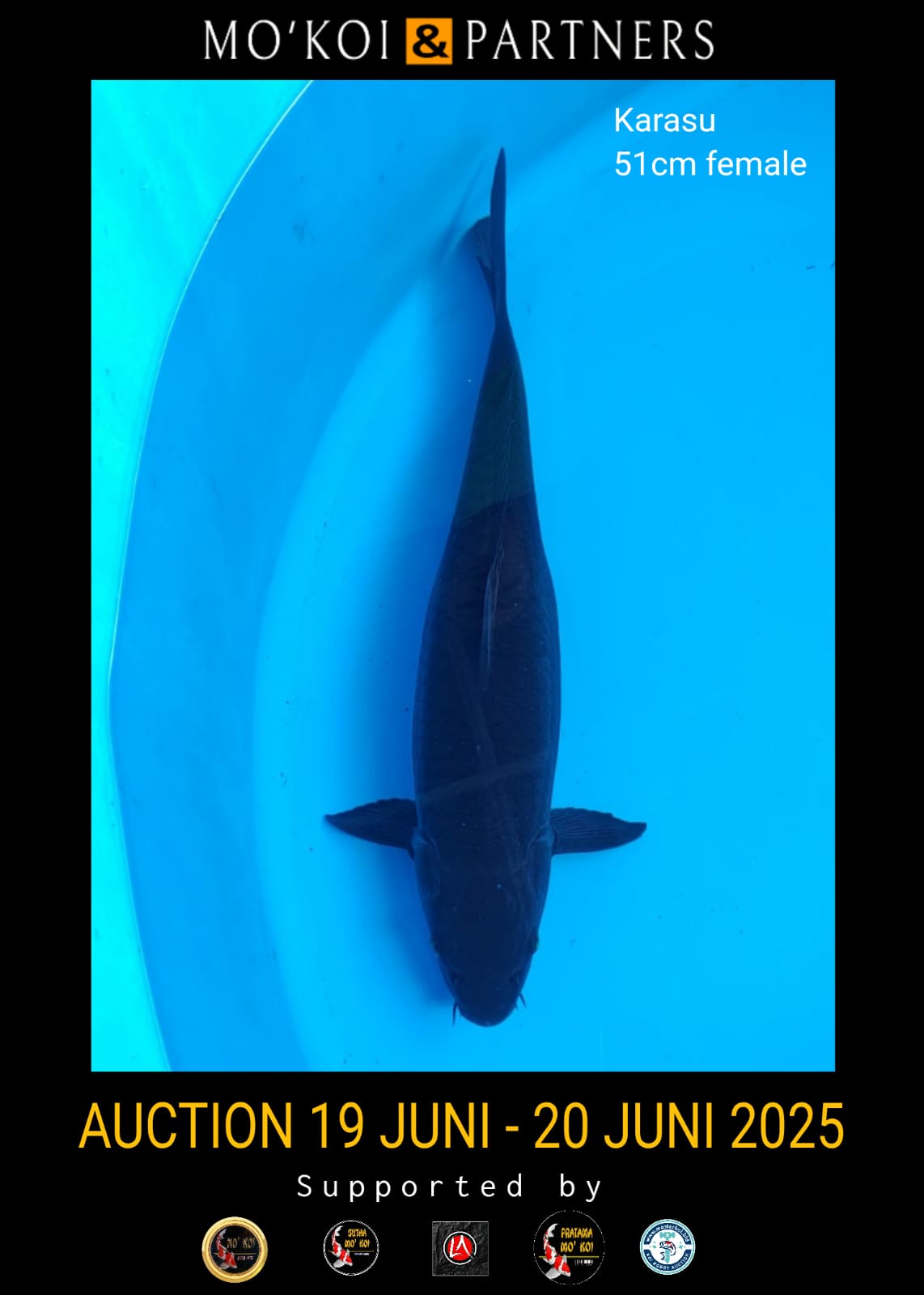 Lelang Koi Online, Jual Beli Ikan Koi, Pusat Jual Beli Koi, Info Lelang Koi Hari Ini, Platform Jual Beli Koi, Jual Beli Ikan Koi Online, Marketplace Ikan Koi, Jual Koi Terbaik, Tempat Beli Koi Berkualitas, Pasar Ikan Koi Online Terpercaya, Penjual Ikan Koi Terpercaya, Beli Koi Hias Online, Ikan Koi untuk Dijual, Koi Kualitas Terbaik, Toko Online Ikan Koi, Koi Hias Untuk Dijual, Jual Beli Ikan Koi Lokal, Koi Indonesia Online, Pusat Jual Beli Koi Terbesar