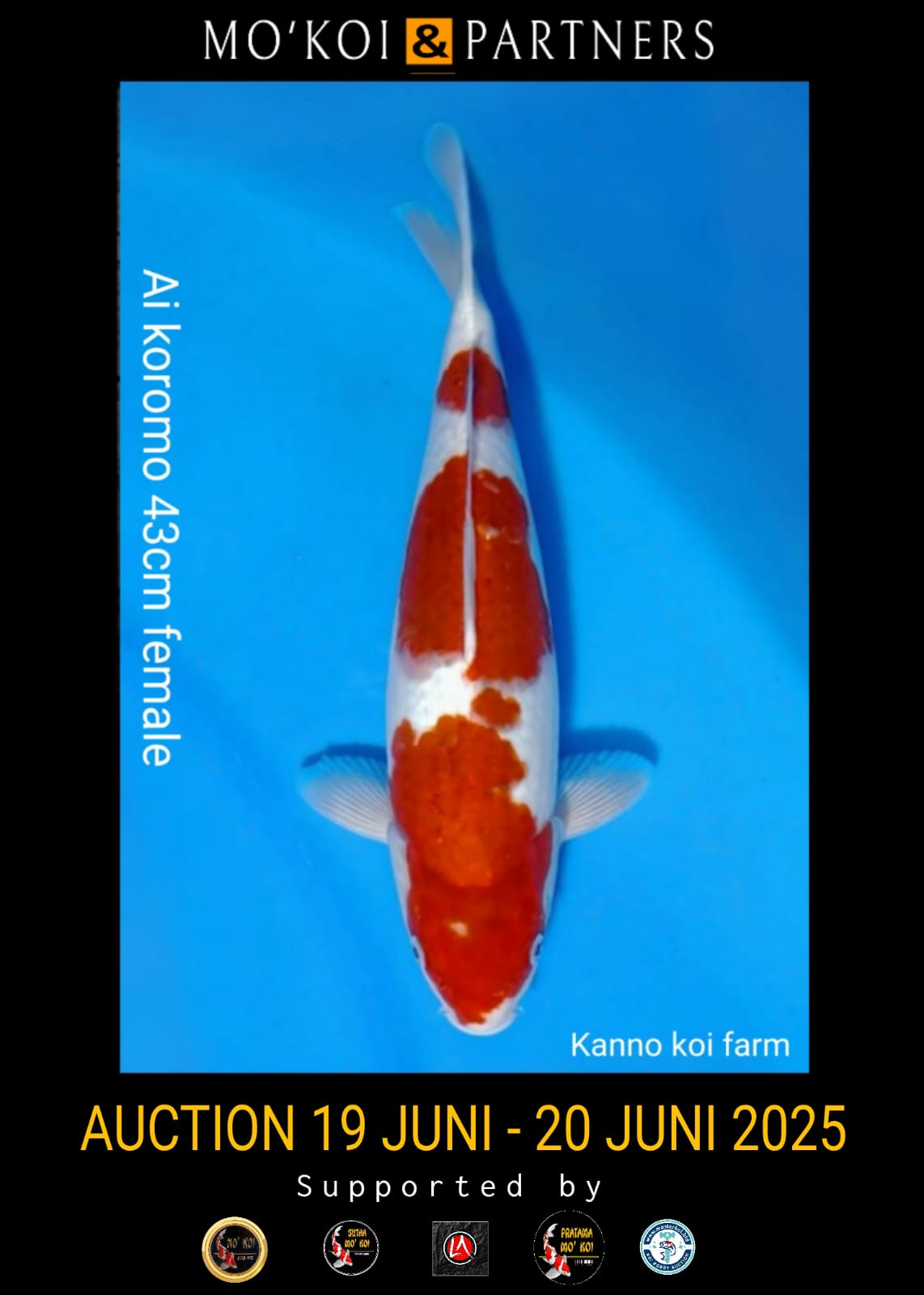 Lelang Koi Online, Jual Beli Ikan Koi, Pusat Jual Beli Koi, Info Lelang Koi Hari Ini, Platform Jual Beli Koi, Jual Beli Ikan Koi Online, Marketplace Ikan Koi, Jual Koi Terbaik, Tempat Beli Koi Berkualitas, Pasar Ikan Koi Online Terpercaya, Penjual Ikan Koi Terpercaya, Beli Koi Hias Online, Ikan Koi untuk Dijual, Koi Kualitas Terbaik, Toko Online Ikan Koi, Koi Hias Untuk Dijual, Jual Beli Ikan Koi Lokal, Koi Indonesia Online, Pusat Jual Beli Koi Terbesar