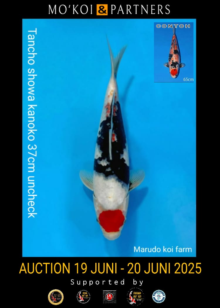 Lelang Koi Online, Jual Beli Ikan Koi, Pusat Jual Beli Koi, Info Lelang Koi Hari Ini, Platform Jual Beli Koi, Jual Beli Ikan Koi Online, Marketplace Ikan Koi, Jual Koi Terbaik, Tempat Beli Koi Berkualitas, Pasar Ikan Koi Online Terpercaya, Penjual Ikan Koi Terpercaya, Beli Koi Hias Online, Ikan Koi untuk Dijual, Koi Kualitas Terbaik, Toko Online Ikan Koi, Koi Hias Untuk Dijual, Jual Beli Ikan Koi Lokal, Koi Indonesia Online, Pusat Jual Beli Koi Terbesar
