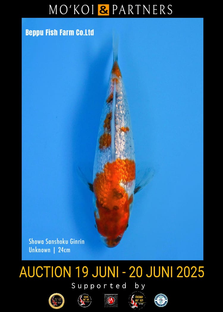 Lelang Koi Online, Jual Beli Ikan Koi, Pusat Jual Beli Koi, Info Lelang Koi Hari Ini, Platform Jual Beli Koi, Jual Beli Ikan Koi Online, Marketplace Ikan Koi, Jual Koi Terbaik, Tempat Beli Koi Berkualitas, Pasar Ikan Koi Online Terpercaya, Penjual Ikan Koi Terpercaya, Beli Koi Hias Online, Ikan Koi untuk Dijual, Koi Kualitas Terbaik, Toko Online Ikan Koi, Koi Hias Untuk Dijual, Jual Beli Ikan Koi Lokal, Koi Indonesia Online, Pusat Jual Beli Koi Terbesar