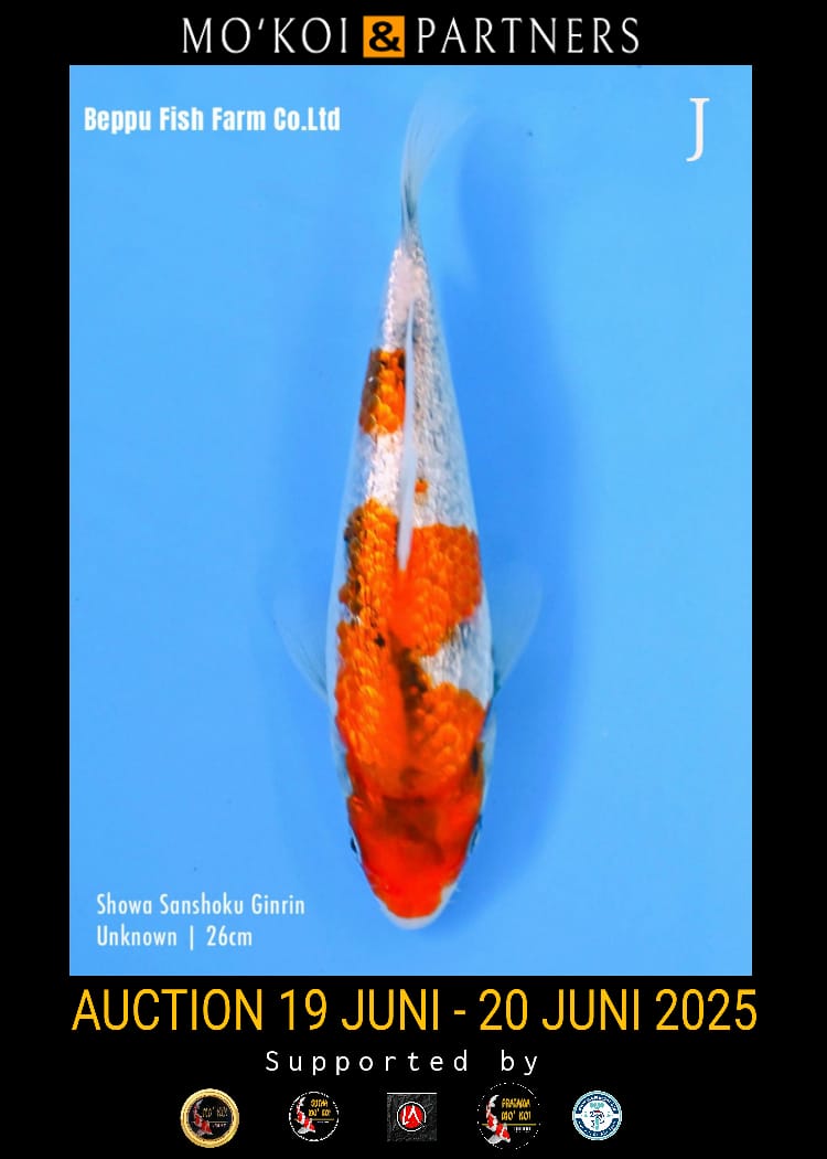 Lelang Koi Online, Jual Beli Ikan Koi, Pusat Jual Beli Koi, Info Lelang Koi Hari Ini, Platform Jual Beli Koi, Jual Beli Ikan Koi Online, Marketplace Ikan Koi, Jual Koi Terbaik, Tempat Beli Koi Berkualitas, Pasar Ikan Koi Online Terpercaya, Penjual Ikan Koi Terpercaya, Beli Koi Hias Online, Ikan Koi untuk Dijual, Koi Kualitas Terbaik, Toko Online Ikan Koi, Koi Hias Untuk Dijual, Jual Beli Ikan Koi Lokal, Koi Indonesia Online, Pusat Jual Beli Koi Terbesar