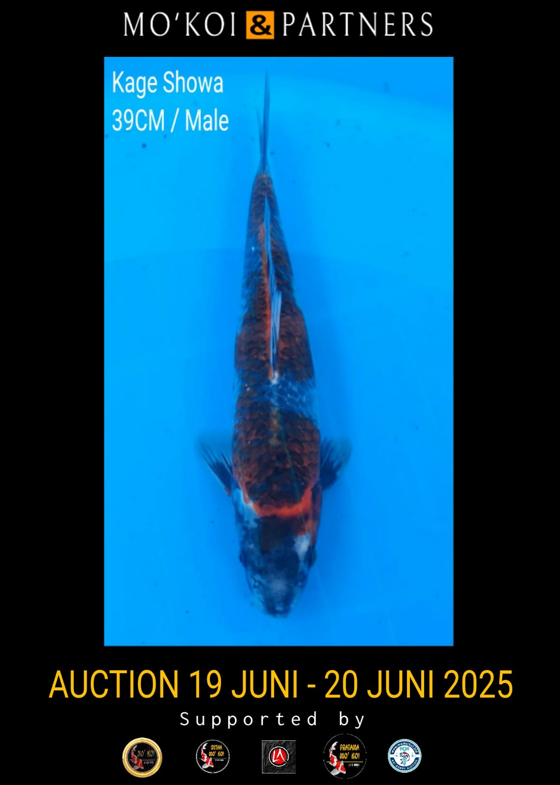 Lelang Koi Online, Jual Beli Ikan Koi, Pusat Jual Beli Koi, Info Lelang Koi Hari Ini, Platform Jual Beli Koi, Jual Beli Ikan Koi Online, Marketplace Ikan Koi, Jual Koi Terbaik, Tempat Beli Koi Berkualitas, Pasar Ikan Koi Online Terpercaya, Penjual Ikan Koi Terpercaya, Beli Koi Hias Online, Ikan Koi untuk Dijual, Koi Kualitas Terbaik, Toko Online Ikan Koi, Koi Hias Untuk Dijual, Jual Beli Ikan Koi Lokal, Koi Indonesia Online, Pusat Jual Beli Koi Terbesar