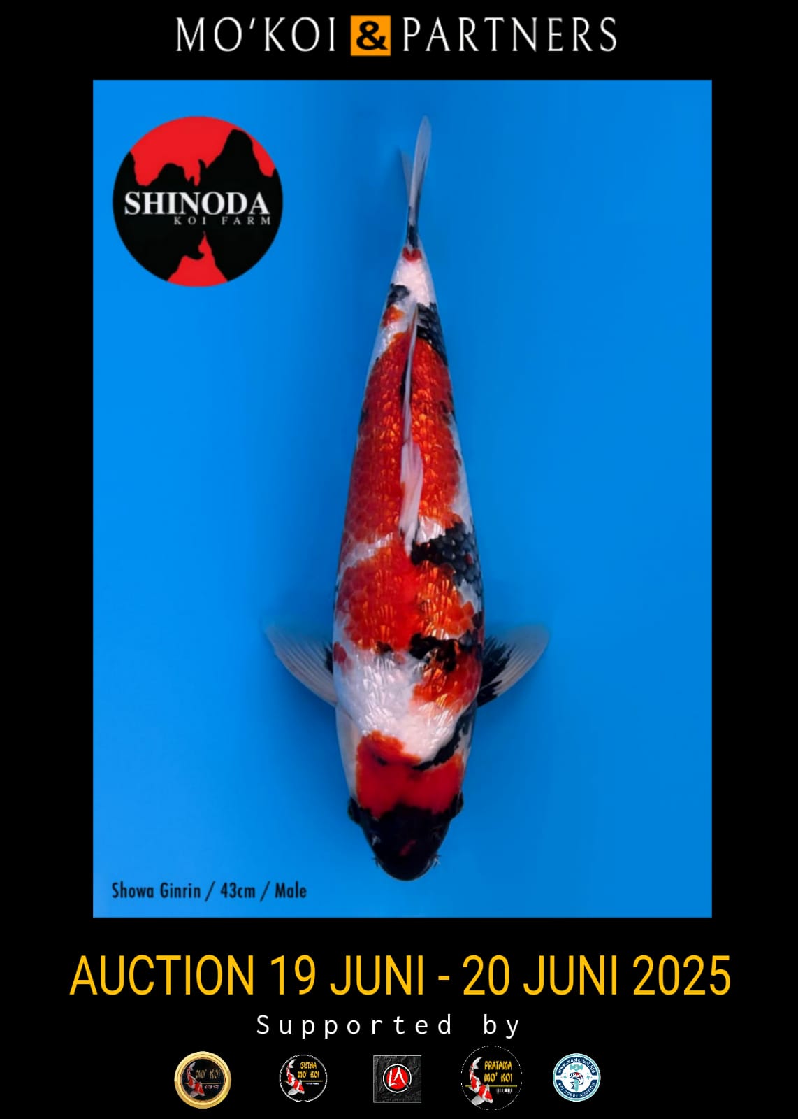 Lelang Koi Online, Jual Beli Ikan Koi, Pusat Jual Beli Koi, Info Lelang Koi Hari Ini, Platform Jual Beli Koi, Jual Beli Ikan Koi Online, Marketplace Ikan Koi, Jual Koi Terbaik, Tempat Beli Koi Berkualitas, Pasar Ikan Koi Online Terpercaya, Penjual Ikan Koi Terpercaya, Beli Koi Hias Online, Ikan Koi untuk Dijual, Koi Kualitas Terbaik, Toko Online Ikan Koi, Koi Hias Untuk Dijual, Jual Beli Ikan Koi Lokal, Koi Indonesia Online, Pusat Jual Beli Koi Terbesar