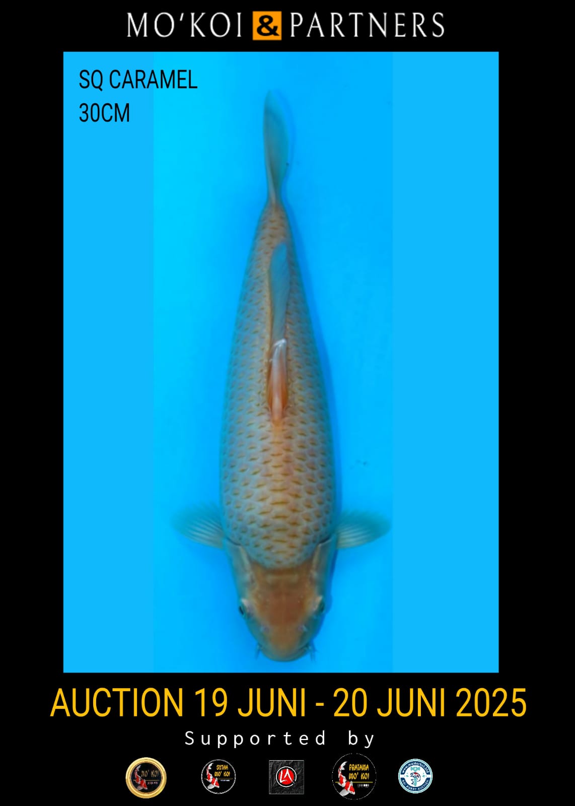 Lelang Koi Online, Jual Beli Ikan Koi, Pusat Jual Beli Koi, Info Lelang Koi Hari Ini, Platform Jual Beli Koi, Jual Beli Ikan Koi Online, Marketplace Ikan Koi, Jual Koi Terbaik, Tempat Beli Koi Berkualitas, Pasar Ikan Koi Online Terpercaya, Penjual Ikan Koi Terpercaya, Beli Koi Hias Online, Ikan Koi untuk Dijual, Koi Kualitas Terbaik, Toko Online Ikan Koi, Koi Hias Untuk Dijual, Jual Beli Ikan Koi Lokal, Koi Indonesia Online, Pusat Jual Beli Koi Terbesar