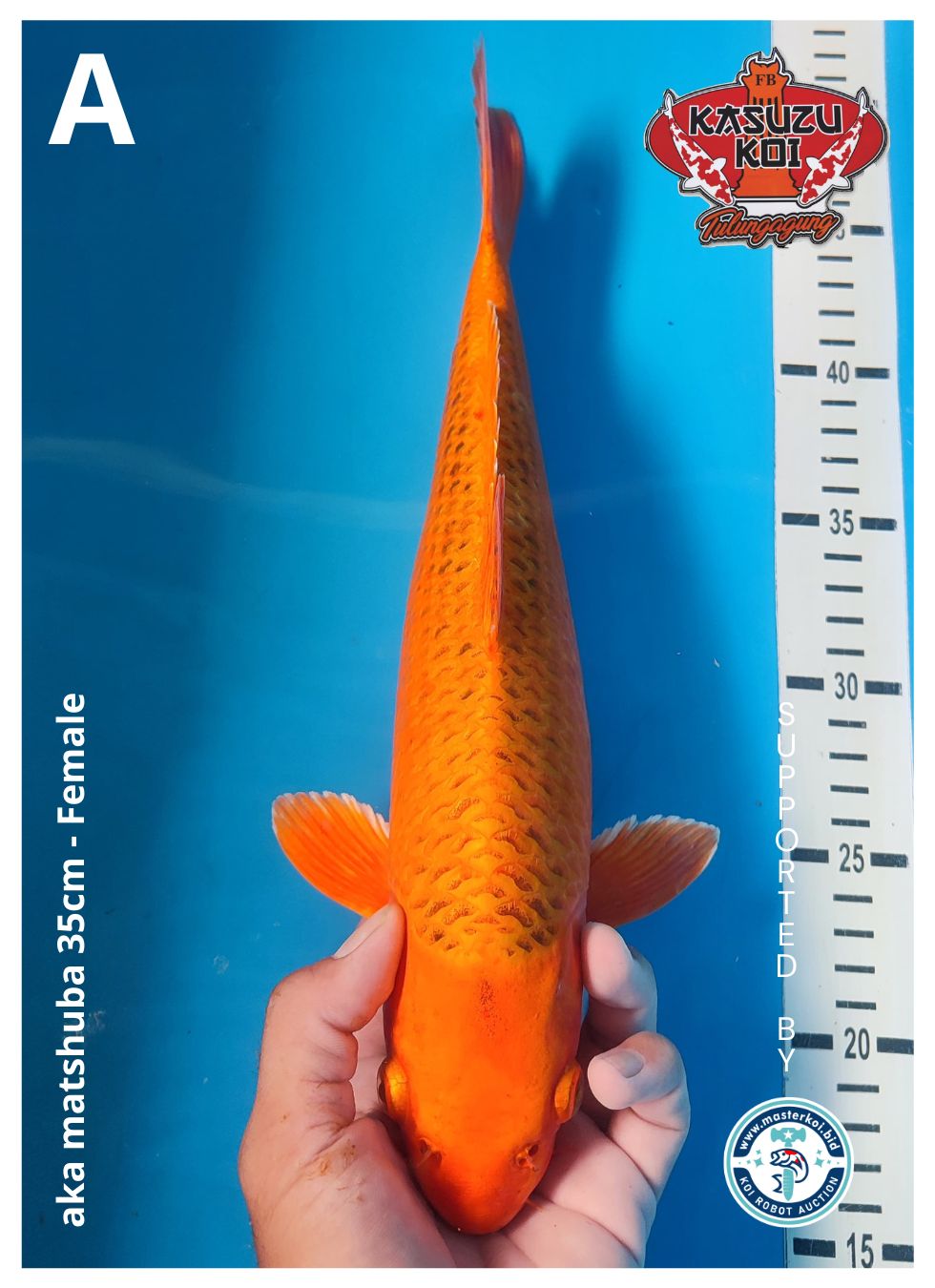 Lelang Koi Online, Jual Beli Ikan Koi, Pusat Jual Beli Koi, Info Lelang Koi Hari Ini, Platform Jual Beli Koi, Jual Beli Ikan Koi Online, Marketplace Ikan Koi, Jual Koi Terbaik, Tempat Beli Koi Berkualitas, Pasar Ikan Koi Online Terpercaya, Penjual Ikan Koi Terpercaya, Beli Koi Hias Online, Ikan Koi untuk Dijual, Koi Kualitas Terbaik, Toko Online Ikan Koi, Koi Hias Untuk Dijual, Jual Beli Ikan Koi Lokal, Koi Indonesia Online, Pusat Jual Beli Koi Terbesar