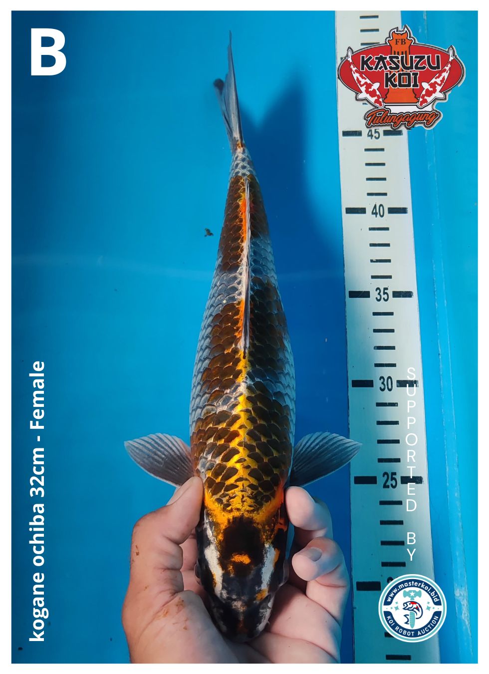 Lelang Koi Online, Jual Beli Ikan Koi, Pusat Jual Beli Koi, Info Lelang Koi Hari Ini, Platform Jual Beli Koi, Jual Beli Ikan Koi Online, Marketplace Ikan Koi, Jual Koi Terbaik, Tempat Beli Koi Berkualitas, Pasar Ikan Koi Online Terpercaya, Penjual Ikan Koi Terpercaya, Beli Koi Hias Online, Ikan Koi untuk Dijual, Koi Kualitas Terbaik, Toko Online Ikan Koi, Koi Hias Untuk Dijual, Jual Beli Ikan Koi Lokal, Koi Indonesia Online, Pusat Jual Beli Koi Terbesar