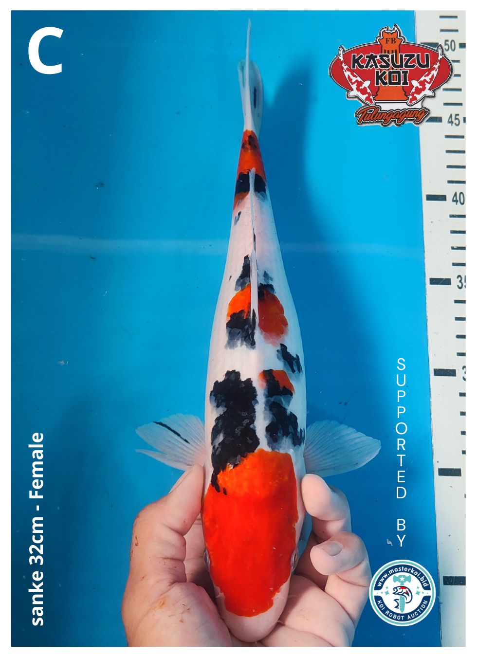 Lelang Koi Online, Jual Beli Ikan Koi, Pusat Jual Beli Koi, Info Lelang Koi Hari Ini, Platform Jual Beli Koi, Jual Beli Ikan Koi Online, Marketplace Ikan Koi, Jual Koi Terbaik, Tempat Beli Koi Berkualitas, Pasar Ikan Koi Online Terpercaya, Penjual Ikan Koi Terpercaya, Beli Koi Hias Online, Ikan Koi untuk Dijual, Koi Kualitas Terbaik, Toko Online Ikan Koi, Koi Hias Untuk Dijual, Jual Beli Ikan Koi Lokal, Koi Indonesia Online, Pusat Jual Beli Koi Terbesar