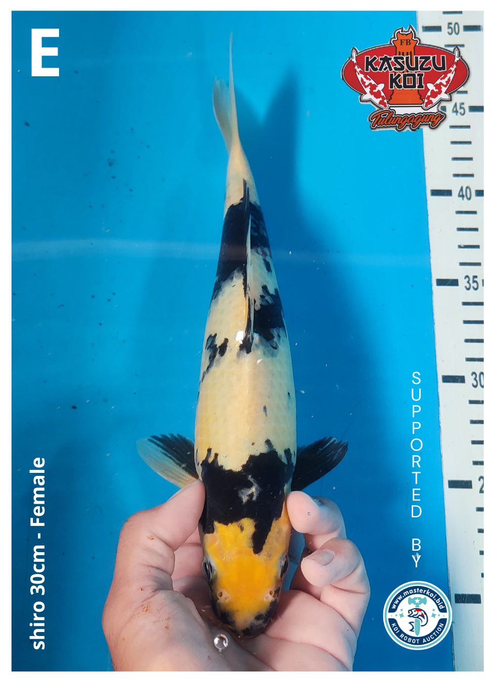 Lelang Koi Online, Jual Beli Ikan Koi, Pusat Jual Beli Koi, Info Lelang Koi Hari Ini, Platform Jual Beli Koi, Jual Beli Ikan Koi Online, Marketplace Ikan Koi, Jual Koi Terbaik, Tempat Beli Koi Berkualitas, Pasar Ikan Koi Online Terpercaya, Penjual Ikan Koi Terpercaya, Beli Koi Hias Online, Ikan Koi untuk Dijual, Koi Kualitas Terbaik, Toko Online Ikan Koi, Koi Hias Untuk Dijual, Jual Beli Ikan Koi Lokal, Koi Indonesia Online, Pusat Jual Beli Koi Terbesar