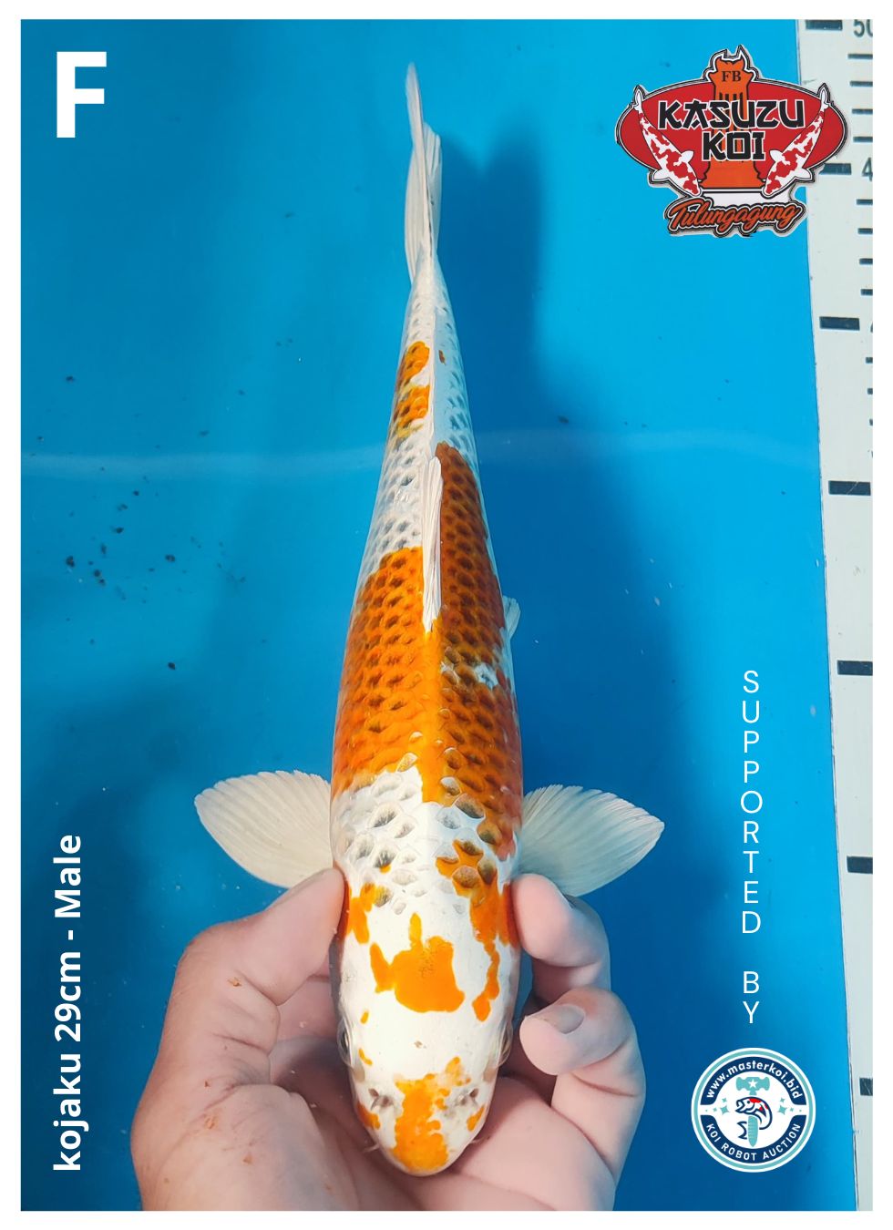Lelang Koi Online, Jual Beli Ikan Koi, Pusat Jual Beli Koi, Info Lelang Koi Hari Ini, Platform Jual Beli Koi, Jual Beli Ikan Koi Online, Marketplace Ikan Koi, Jual Koi Terbaik, Tempat Beli Koi Berkualitas, Pasar Ikan Koi Online Terpercaya, Penjual Ikan Koi Terpercaya, Beli Koi Hias Online, Ikan Koi untuk Dijual, Koi Kualitas Terbaik, Toko Online Ikan Koi, Koi Hias Untuk Dijual, Jual Beli Ikan Koi Lokal, Koi Indonesia Online, Pusat Jual Beli Koi Terbesar