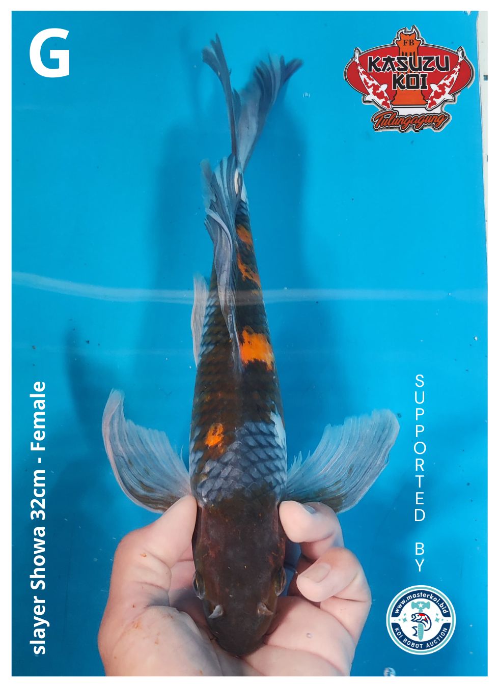 Lelang Koi Online, Jual Beli Ikan Koi, Pusat Jual Beli Koi, Info Lelang Koi Hari Ini, Platform Jual Beli Koi, Jual Beli Ikan Koi Online, Marketplace Ikan Koi, Jual Koi Terbaik, Tempat Beli Koi Berkualitas, Pasar Ikan Koi Online Terpercaya, Penjual Ikan Koi Terpercaya, Beli Koi Hias Online, Ikan Koi untuk Dijual, Koi Kualitas Terbaik, Toko Online Ikan Koi, Koi Hias Untuk Dijual, Jual Beli Ikan Koi Lokal, Koi Indonesia Online, Pusat Jual Beli Koi Terbesar