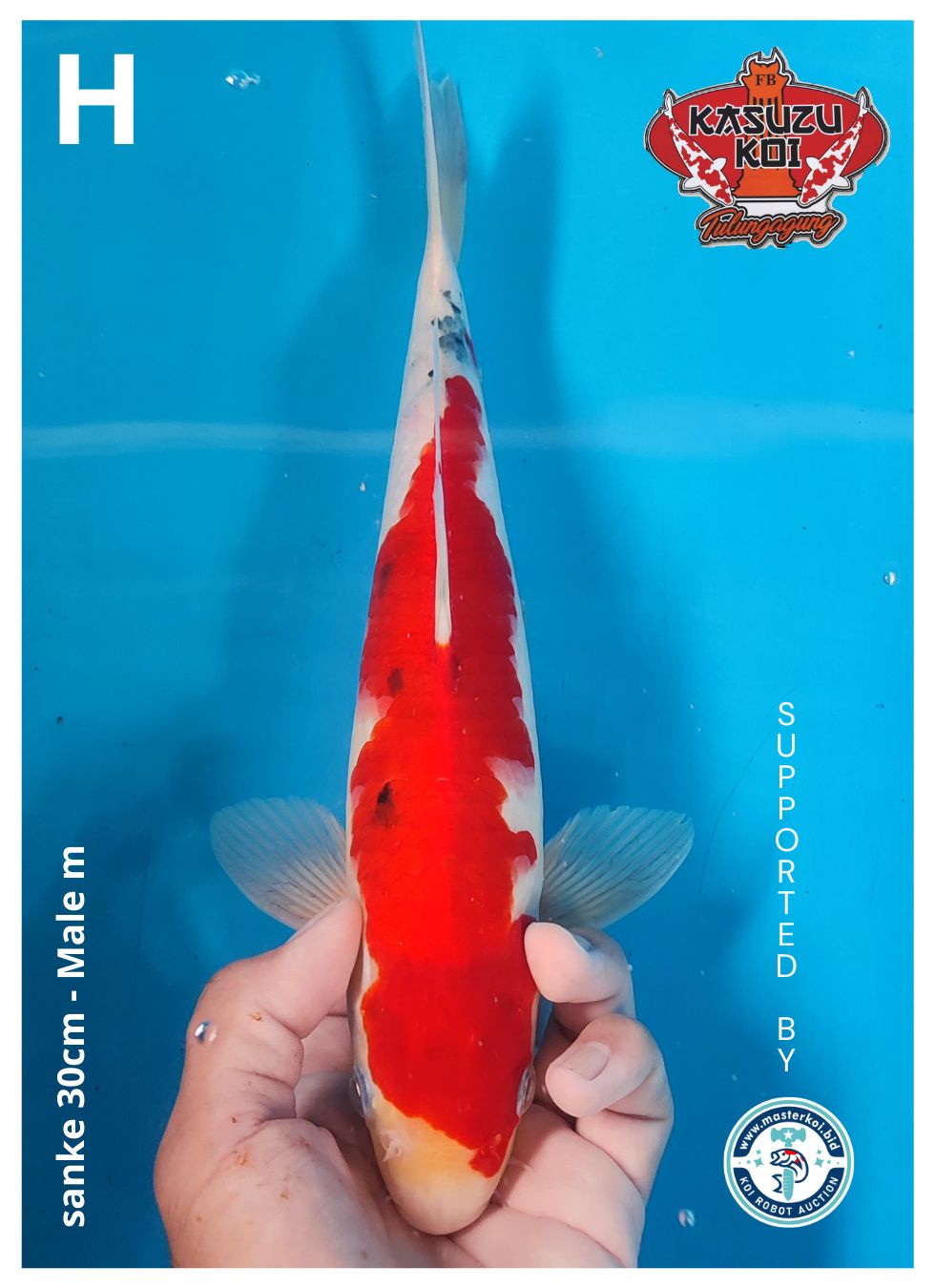 Lelang Koi Online, Jual Beli Ikan Koi, Pusat Jual Beli Koi, Info Lelang Koi Hari Ini, Platform Jual Beli Koi, Jual Beli Ikan Koi Online, Marketplace Ikan Koi, Jual Koi Terbaik, Tempat Beli Koi Berkualitas, Pasar Ikan Koi Online Terpercaya, Penjual Ikan Koi Terpercaya, Beli Koi Hias Online, Ikan Koi untuk Dijual, Koi Kualitas Terbaik, Toko Online Ikan Koi, Koi Hias Untuk Dijual, Jual Beli Ikan Koi Lokal, Koi Indonesia Online, Pusat Jual Beli Koi Terbesar