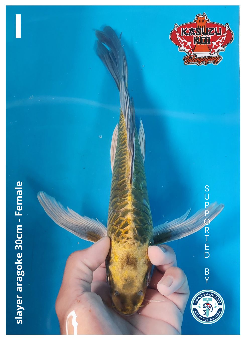 Lelang Koi Online, Jual Beli Ikan Koi, Pusat Jual Beli Koi, Info Lelang Koi Hari Ini, Platform Jual Beli Koi, Jual Beli Ikan Koi Online, Marketplace Ikan Koi, Jual Koi Terbaik, Tempat Beli Koi Berkualitas, Pasar Ikan Koi Online Terpercaya, Penjual Ikan Koi Terpercaya, Beli Koi Hias Online, Ikan Koi untuk Dijual, Koi Kualitas Terbaik, Toko Online Ikan Koi, Koi Hias Untuk Dijual, Jual Beli Ikan Koi Lokal, Koi Indonesia Online, Pusat Jual Beli Koi Terbesar