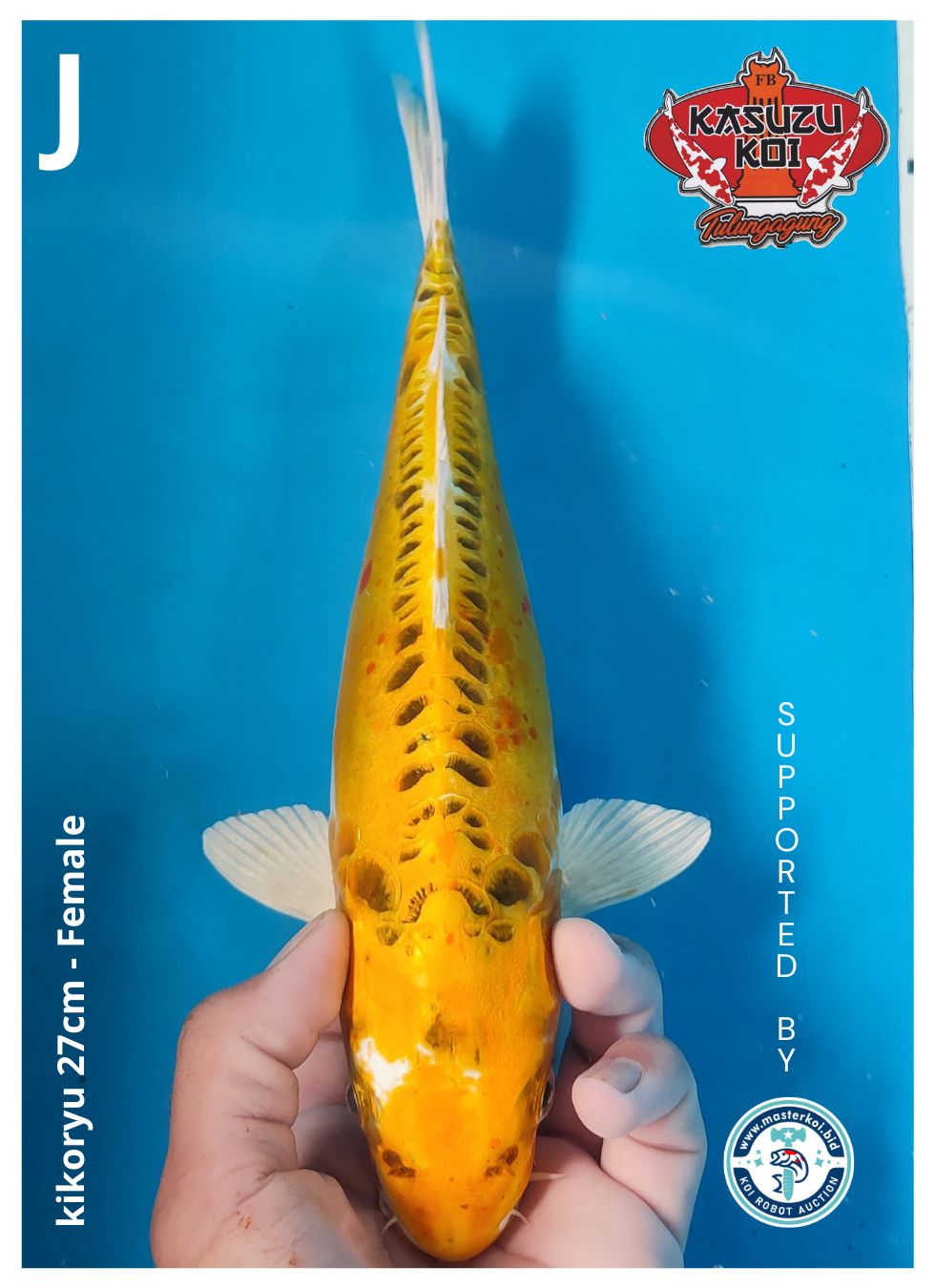 Lelang Koi Online, Jual Beli Ikan Koi, Pusat Jual Beli Koi, Info Lelang Koi Hari Ini, Platform Jual Beli Koi, Jual Beli Ikan Koi Online, Marketplace Ikan Koi, Jual Koi Terbaik, Tempat Beli Koi Berkualitas, Pasar Ikan Koi Online Terpercaya, Penjual Ikan Koi Terpercaya, Beli Koi Hias Online, Ikan Koi untuk Dijual, Koi Kualitas Terbaik, Toko Online Ikan Koi, Koi Hias Untuk Dijual, Jual Beli Ikan Koi Lokal, Koi Indonesia Online, Pusat Jual Beli Koi Terbesar