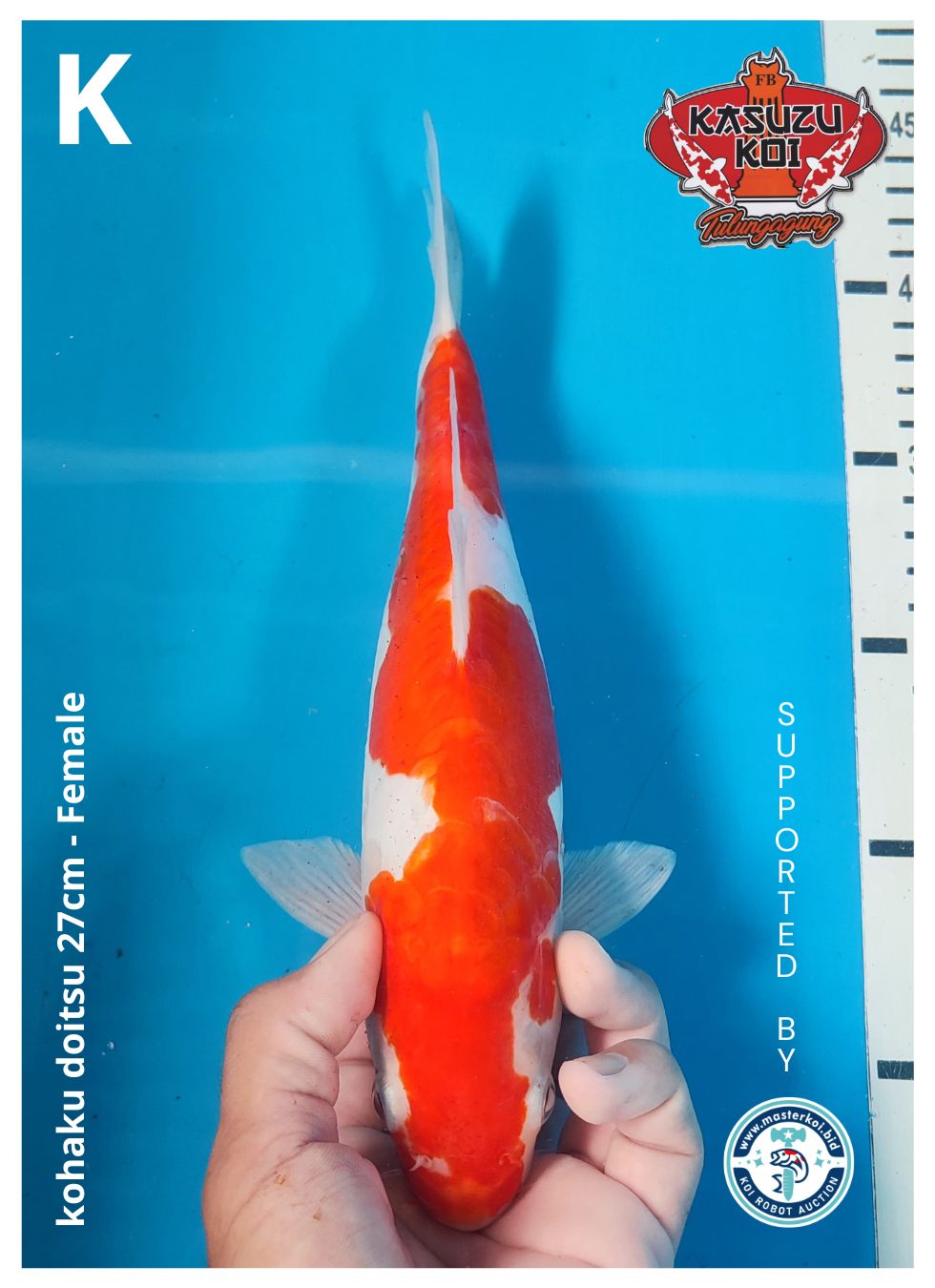 Lelang Koi Online, Jual Beli Ikan Koi, Pusat Jual Beli Koi, Info Lelang Koi Hari Ini, Platform Jual Beli Koi, Jual Beli Ikan Koi Online, Marketplace Ikan Koi, Jual Koi Terbaik, Tempat Beli Koi Berkualitas, Pasar Ikan Koi Online Terpercaya, Penjual Ikan Koi Terpercaya, Beli Koi Hias Online, Ikan Koi untuk Dijual, Koi Kualitas Terbaik, Toko Online Ikan Koi, Koi Hias Untuk Dijual, Jual Beli Ikan Koi Lokal, Koi Indonesia Online, Pusat Jual Beli Koi Terbesar