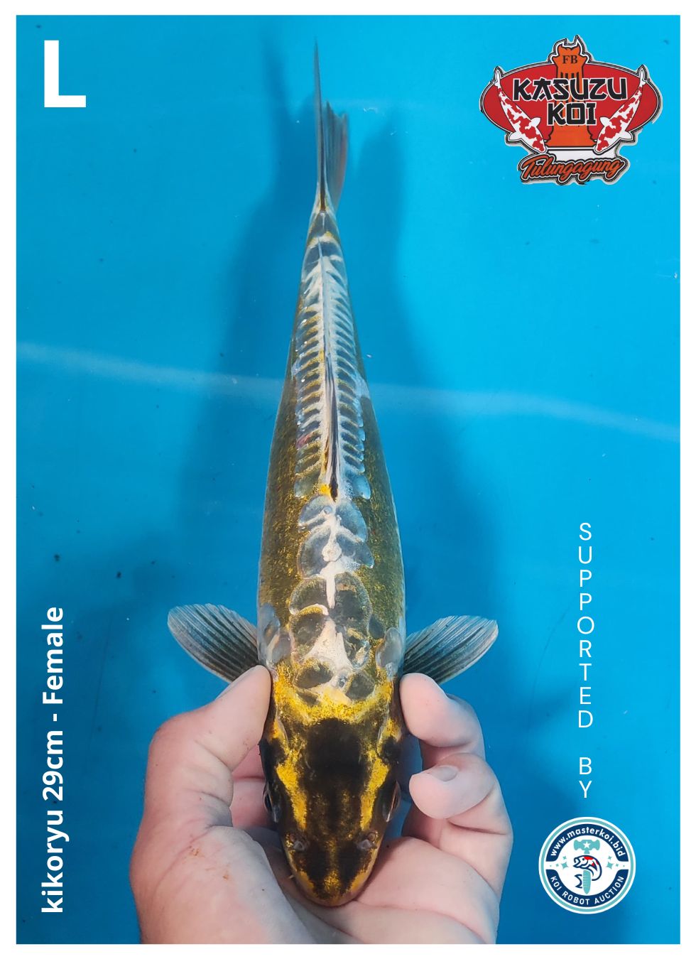 Lelang Koi Online, Jual Beli Ikan Koi, Pusat Jual Beli Koi, Info Lelang Koi Hari Ini, Platform Jual Beli Koi, Jual Beli Ikan Koi Online, Marketplace Ikan Koi, Jual Koi Terbaik, Tempat Beli Koi Berkualitas, Pasar Ikan Koi Online Terpercaya, Penjual Ikan Koi Terpercaya, Beli Koi Hias Online, Ikan Koi untuk Dijual, Koi Kualitas Terbaik, Toko Online Ikan Koi, Koi Hias Untuk Dijual, Jual Beli Ikan Koi Lokal, Koi Indonesia Online, Pusat Jual Beli Koi Terbesar