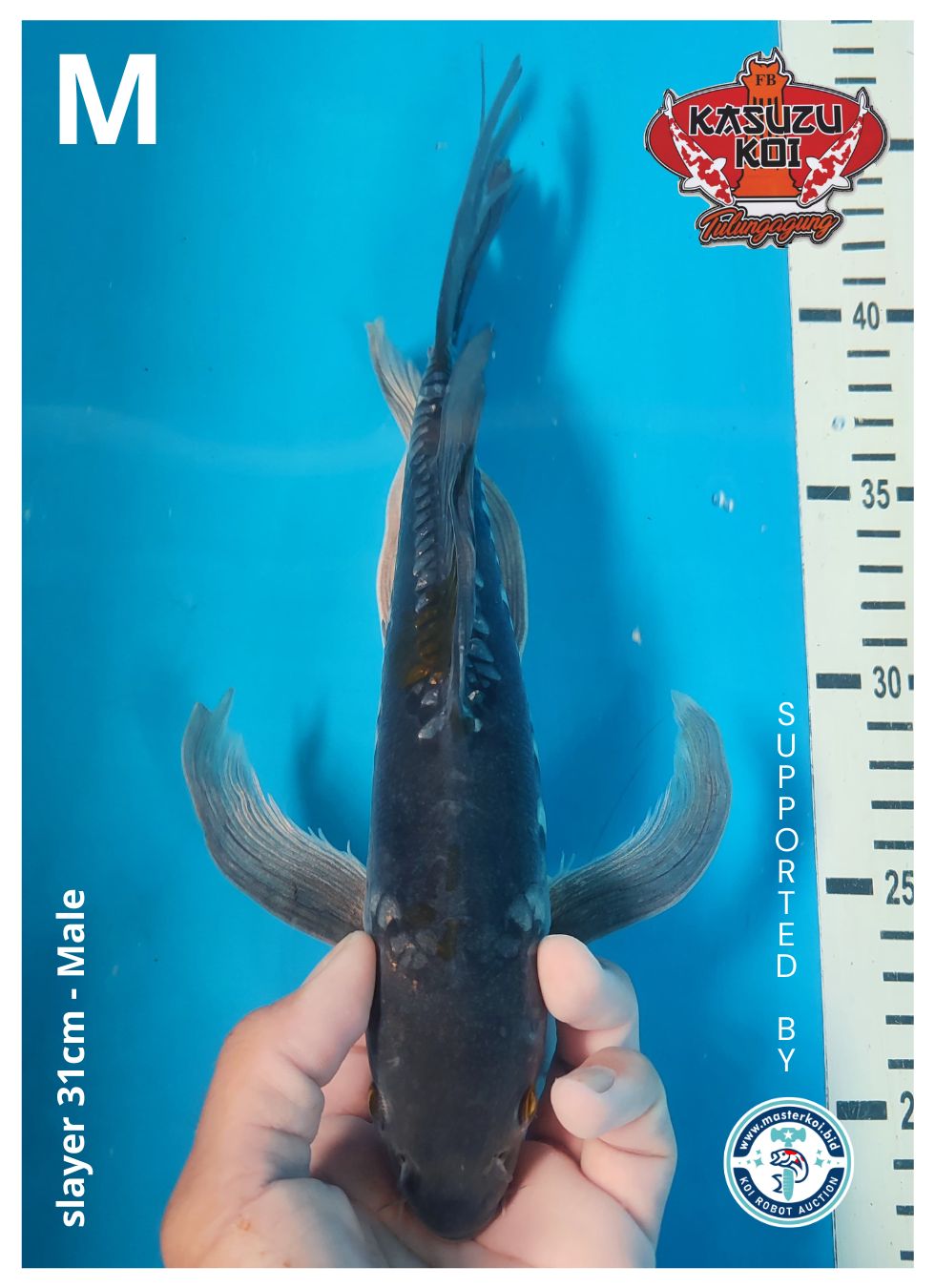 Lelang Koi Online, Jual Beli Ikan Koi, Pusat Jual Beli Koi, Info Lelang Koi Hari Ini, Platform Jual Beli Koi, Jual Beli Ikan Koi Online, Marketplace Ikan Koi, Jual Koi Terbaik, Tempat Beli Koi Berkualitas, Pasar Ikan Koi Online Terpercaya, Penjual Ikan Koi Terpercaya, Beli Koi Hias Online, Ikan Koi untuk Dijual, Koi Kualitas Terbaik, Toko Online Ikan Koi, Koi Hias Untuk Dijual, Jual Beli Ikan Koi Lokal, Koi Indonesia Online, Pusat Jual Beli Koi Terbesar