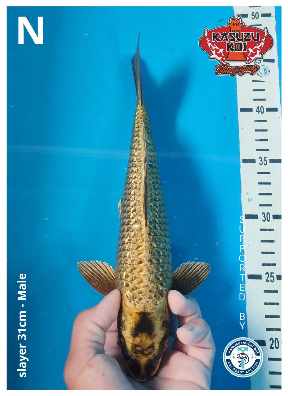 Lelang Koi Online, Jual Beli Ikan Koi, Pusat Jual Beli Koi, Info Lelang Koi Hari Ini, Platform Jual Beli Koi, Jual Beli Ikan Koi Online, Marketplace Ikan Koi, Jual Koi Terbaik, Tempat Beli Koi Berkualitas, Pasar Ikan Koi Online Terpercaya, Penjual Ikan Koi Terpercaya, Beli Koi Hias Online, Ikan Koi untuk Dijual, Koi Kualitas Terbaik, Toko Online Ikan Koi, Koi Hias Untuk Dijual, Jual Beli Ikan Koi Lokal, Koi Indonesia Online, Pusat Jual Beli Koi Terbesar