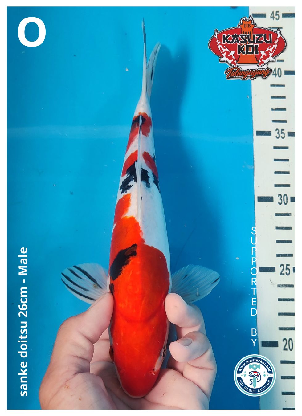 Lelang Koi Online, Jual Beli Ikan Koi, Pusat Jual Beli Koi, Info Lelang Koi Hari Ini, Platform Jual Beli Koi, Jual Beli Ikan Koi Online, Marketplace Ikan Koi, Jual Koi Terbaik, Tempat Beli Koi Berkualitas, Pasar Ikan Koi Online Terpercaya, Penjual Ikan Koi Terpercaya, Beli Koi Hias Online, Ikan Koi untuk Dijual, Koi Kualitas Terbaik, Toko Online Ikan Koi, Koi Hias Untuk Dijual, Jual Beli Ikan Koi Lokal, Koi Indonesia Online, Pusat Jual Beli Koi Terbesar