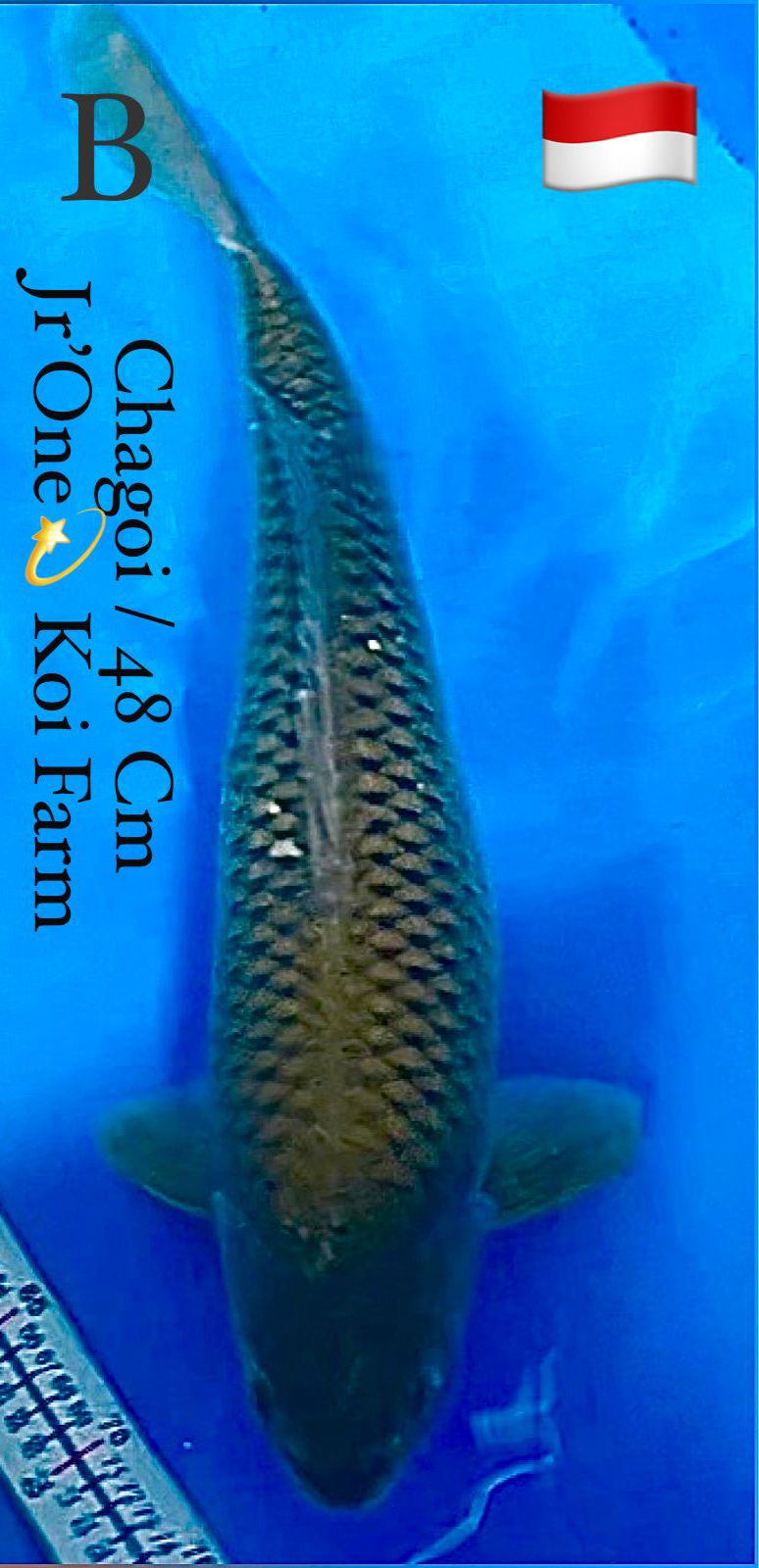 Lelang Koi Online, Jual Beli Ikan Koi, Pusat Jual Beli Koi, Info Lelang Koi Hari Ini, Platform Jual Beli Koi, Jual Beli Ikan Koi Online, Marketplace Ikan Koi, Jual Koi Terbaik, Tempat Beli Koi Berkualitas, Pasar Ikan Koi Online Terpercaya, Penjual Ikan Koi Terpercaya, Beli Koi Hias Online, Ikan Koi untuk Dijual, Koi Kualitas Terbaik, Toko Online Ikan Koi, Koi Hias Untuk Dijual, Jual Beli Ikan Koi Lokal, Koi Indonesia Online, Pusat Jual Beli Koi Terbesar