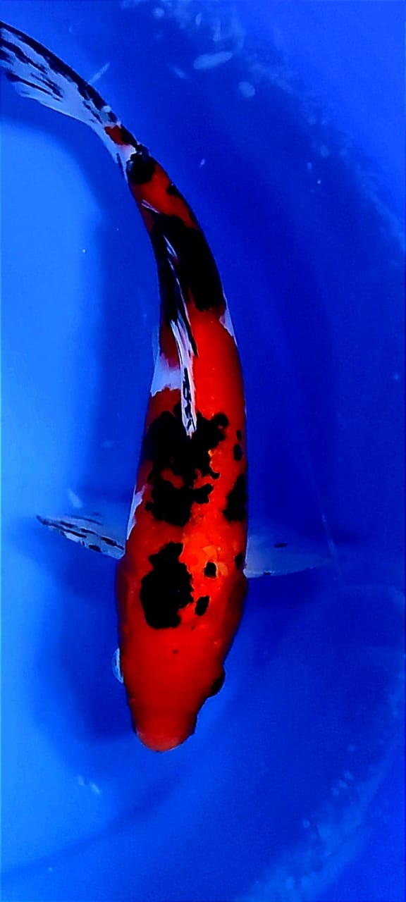 Lelang Koi Online, Jual Beli Ikan Koi, Pusat Jual Beli Koi, Info Lelang Koi Hari Ini, Platform Jual Beli Koi, Jual Beli Ikan Koi Online, Marketplace Ikan Koi, Jual Koi Terbaik, Tempat Beli Koi Berkualitas, Pasar Ikan Koi Online Terpercaya, Penjual Ikan Koi Terpercaya, Beli Koi Hias Online, Ikan Koi untuk Dijual, Koi Kualitas Terbaik, Toko Online Ikan Koi, Koi Hias Untuk Dijual, Jual Beli Ikan Koi Lokal, Koi Indonesia Online, Pusat Jual Beli Koi Terbesar