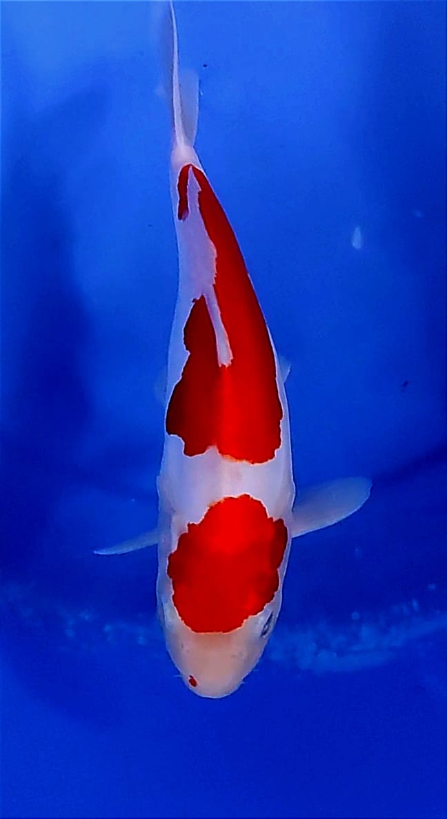 Lelang Koi Online, Jual Beli Ikan Koi, Pusat Jual Beli Koi, Info Lelang Koi Hari Ini, Platform Jual Beli Koi, Jual Beli Ikan Koi Online, Marketplace Ikan Koi, Jual Koi Terbaik, Tempat Beli Koi Berkualitas, Pasar Ikan Koi Online Terpercaya, Penjual Ikan Koi Terpercaya, Beli Koi Hias Online, Ikan Koi untuk Dijual, Koi Kualitas Terbaik, Toko Online Ikan Koi, Koi Hias Untuk Dijual, Jual Beli Ikan Koi Lokal, Koi Indonesia Online, Pusat Jual Beli Koi Terbesar