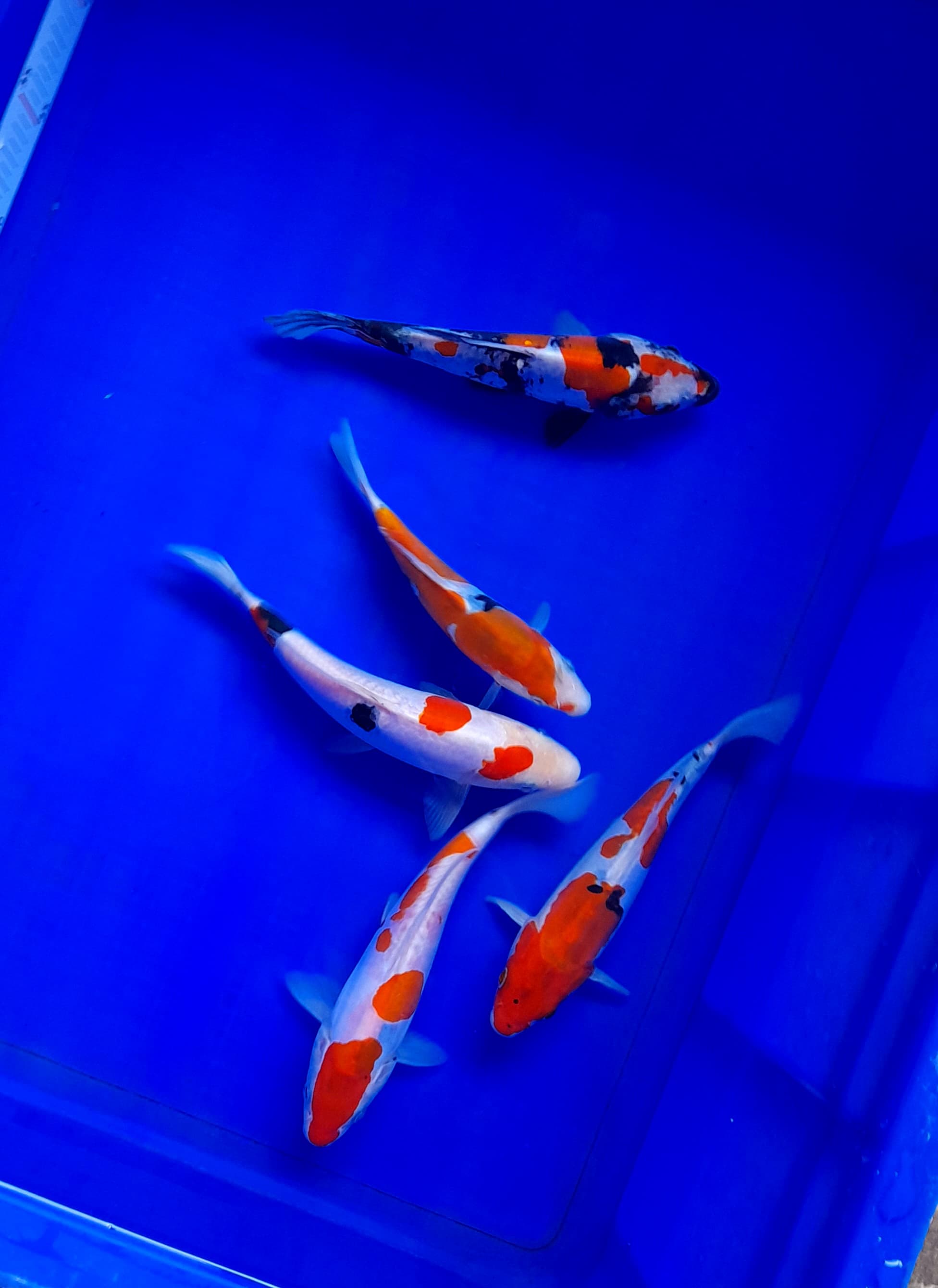 Lelang Koi Online, Jual Beli Ikan Koi, Pusat Jual Beli Koi, Info Lelang Koi Hari Ini, Platform Jual Beli Koi, Jual Beli Ikan Koi Online, Marketplace Ikan Koi, Jual Koi Terbaik, Tempat Beli Koi Berkualitas, Pasar Ikan Koi Online Terpercaya, Penjual Ikan Koi Terpercaya, Beli Koi Hias Online, Ikan Koi untuk Dijual, Koi Kualitas Terbaik, Toko Online Ikan Koi, Koi Hias Untuk Dijual, Jual Beli Ikan Koi Lokal, Koi Indonesia Online, Pusat Jual Beli Koi Terbesar