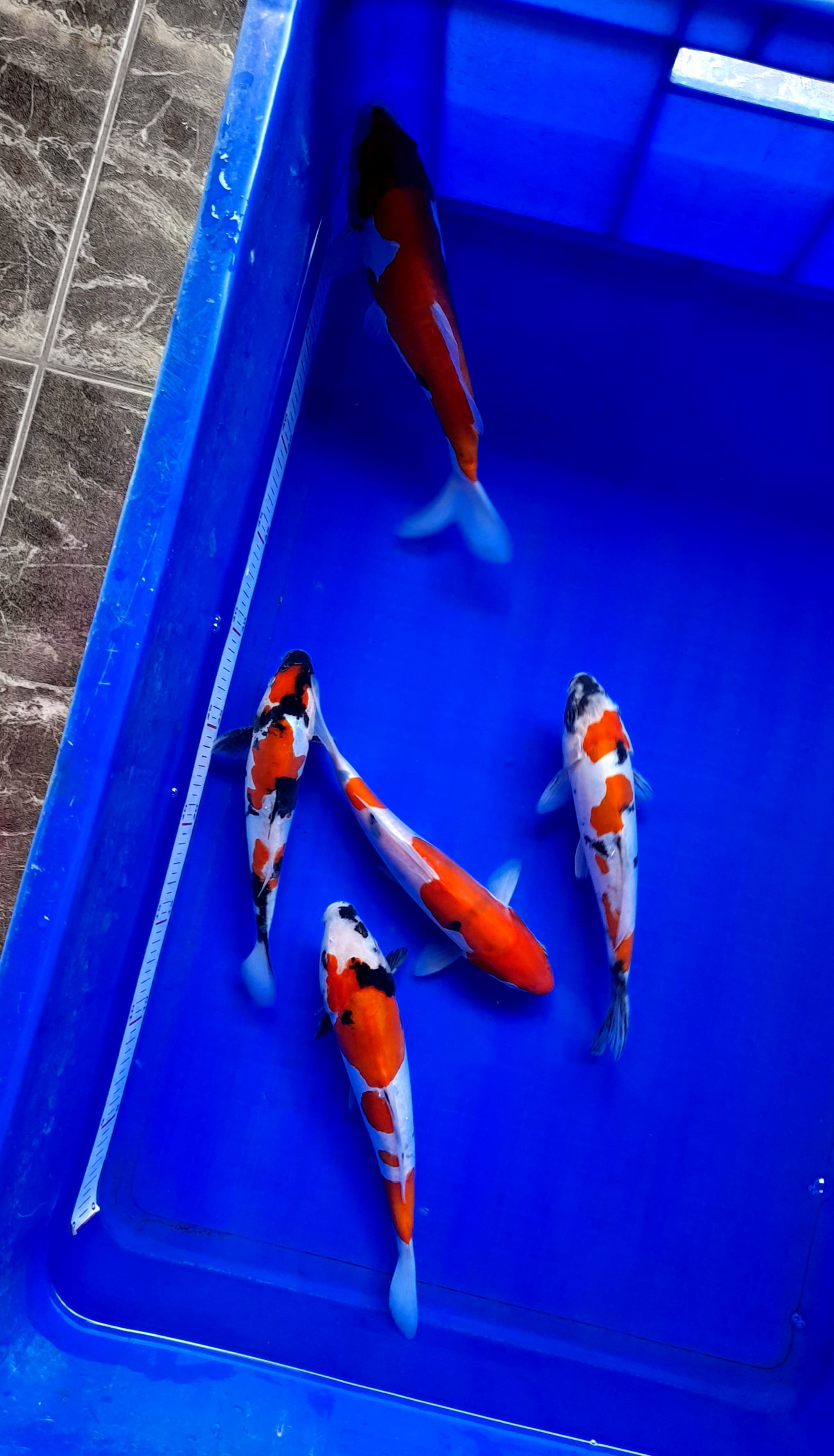 Lelang Koi Online, Jual Beli Ikan Koi, Pusat Jual Beli Koi, Info Lelang Koi Hari Ini, Platform Jual Beli Koi, Jual Beli Ikan Koi Online, Marketplace Ikan Koi, Jual Koi Terbaik, Tempat Beli Koi Berkualitas, Pasar Ikan Koi Online Terpercaya, Penjual Ikan Koi Terpercaya, Beli Koi Hias Online, Ikan Koi untuk Dijual, Koi Kualitas Terbaik, Toko Online Ikan Koi, Koi Hias Untuk Dijual, Jual Beli Ikan Koi Lokal, Koi Indonesia Online, Pusat Jual Beli Koi Terbesar