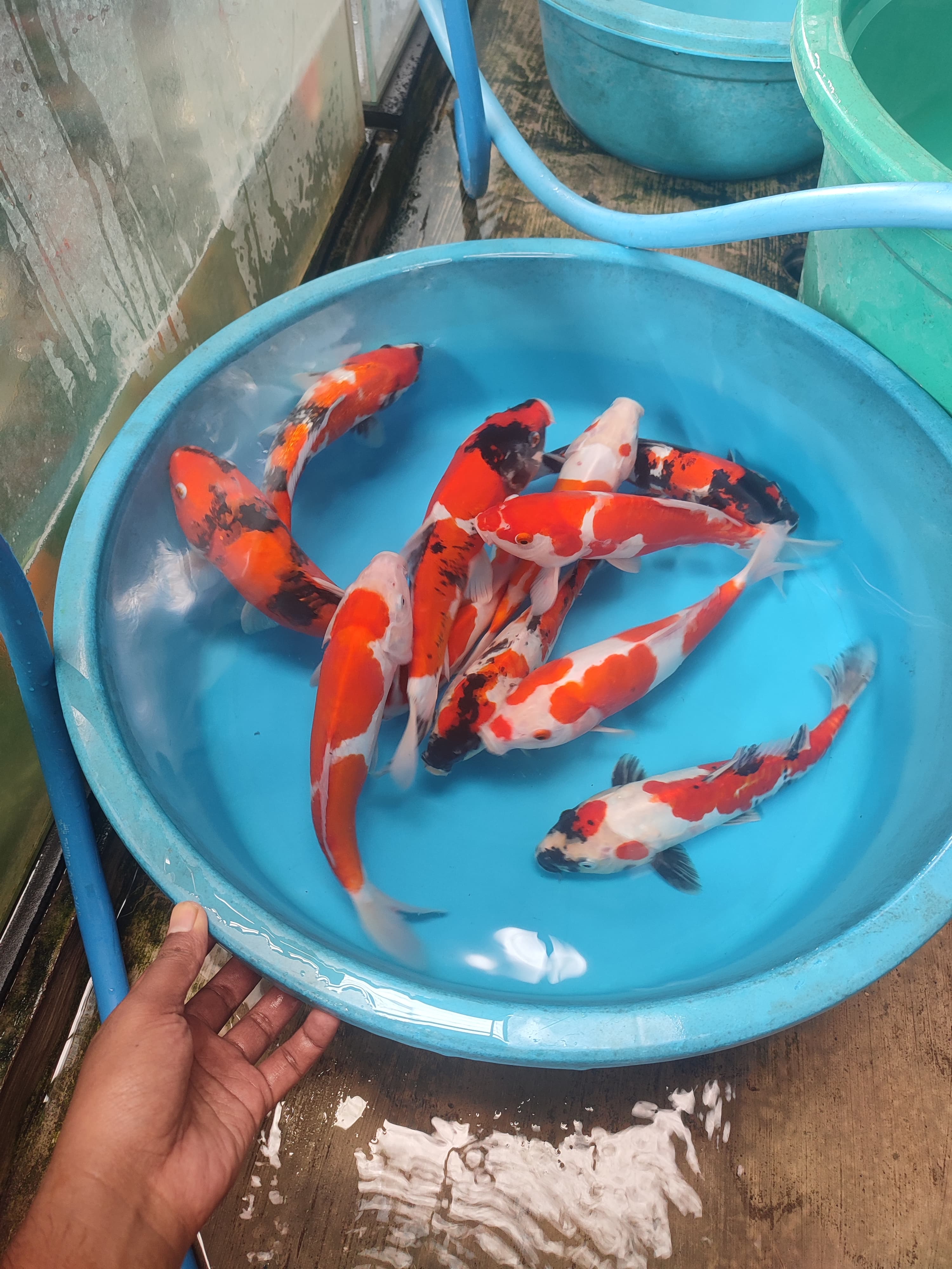 Lelang Koi Online, Jual Beli Ikan Koi, Pusat Jual Beli Koi, Info Lelang Koi Hari Ini, Platform Jual Beli Koi, Jual Beli Ikan Koi Online, Marketplace Ikan Koi, Jual Koi Terbaik, Tempat Beli Koi Berkualitas, Pasar Ikan Koi Online Terpercaya, Penjual Ikan Koi Terpercaya, Beli Koi Hias Online, Ikan Koi untuk Dijual, Koi Kualitas Terbaik, Toko Online Ikan Koi, Koi Hias Untuk Dijual, Jual Beli Ikan Koi Lokal, Koi Indonesia Online, Pusat Jual Beli Koi Terbesar