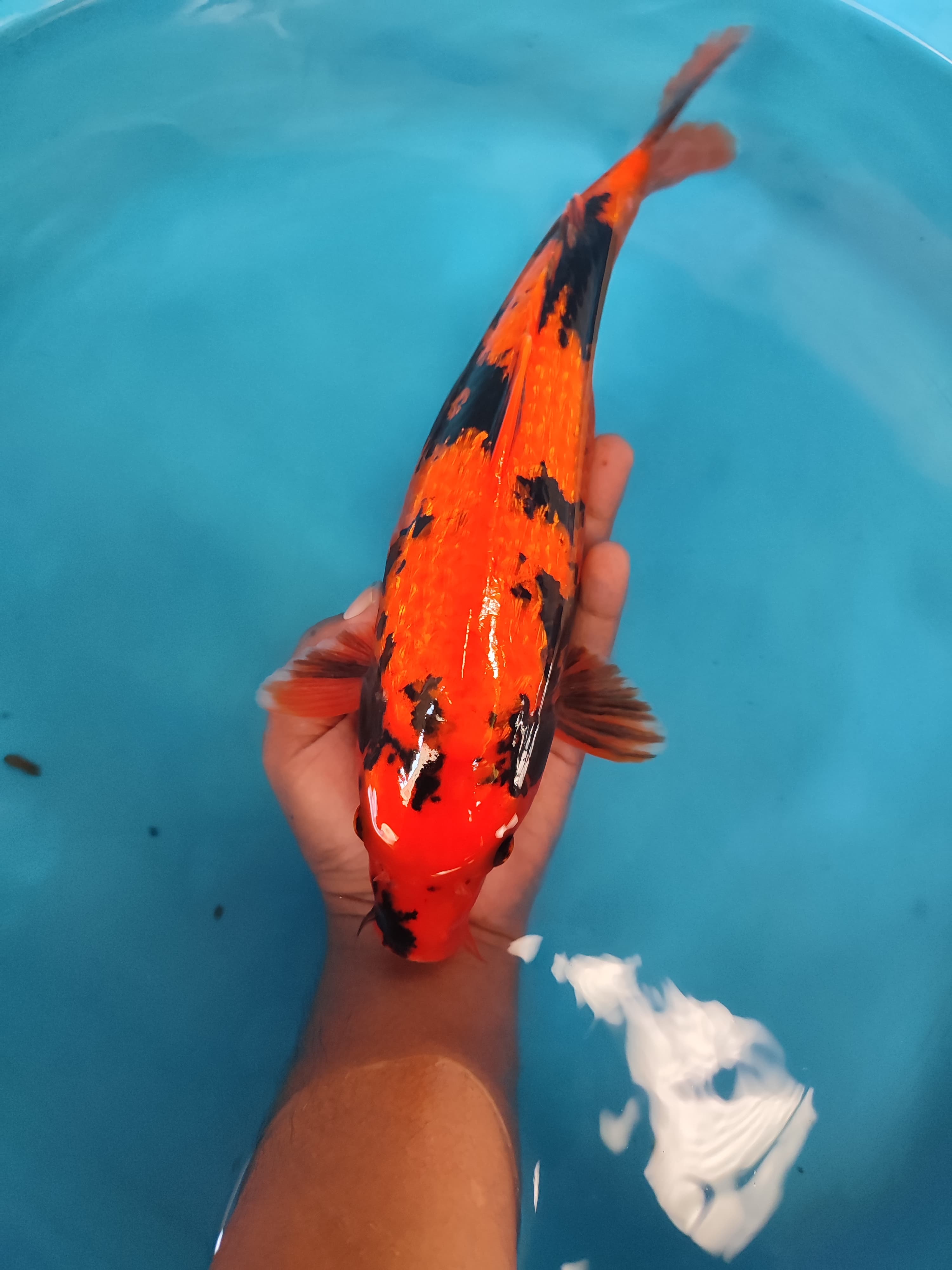 Lelang Koi Online, Jual Beli Ikan Koi, Pusat Jual Beli Koi, Info Lelang Koi Hari Ini, Platform Jual Beli Koi, Jual Beli Ikan Koi Online, Marketplace Ikan Koi, Jual Koi Terbaik, Tempat Beli Koi Berkualitas, Pasar Ikan Koi Online Terpercaya, Penjual Ikan Koi Terpercaya, Beli Koi Hias Online, Ikan Koi untuk Dijual, Koi Kualitas Terbaik, Toko Online Ikan Koi, Koi Hias Untuk Dijual, Jual Beli Ikan Koi Lokal, Koi Indonesia Online, Pusat Jual Beli Koi Terbesar
