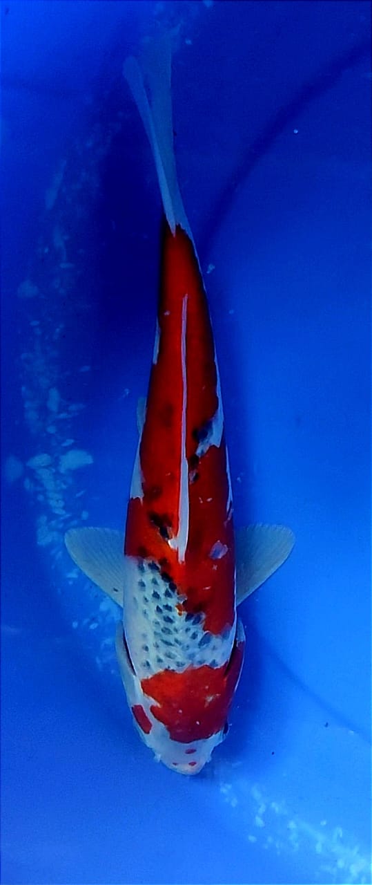 Lelang Koi Online, Jual Beli Ikan Koi, Pusat Jual Beli Koi, Info Lelang Koi Hari Ini, Platform Jual Beli Koi, Jual Beli Ikan Koi Online, Marketplace Ikan Koi, Jual Koi Terbaik, Tempat Beli Koi Berkualitas, Pasar Ikan Koi Online Terpercaya, Penjual Ikan Koi Terpercaya, Beli Koi Hias Online, Ikan Koi untuk Dijual, Koi Kualitas Terbaik, Toko Online Ikan Koi, Koi Hias Untuk Dijual, Jual Beli Ikan Koi Lokal, Koi Indonesia Online, Pusat Jual Beli Koi Terbesar