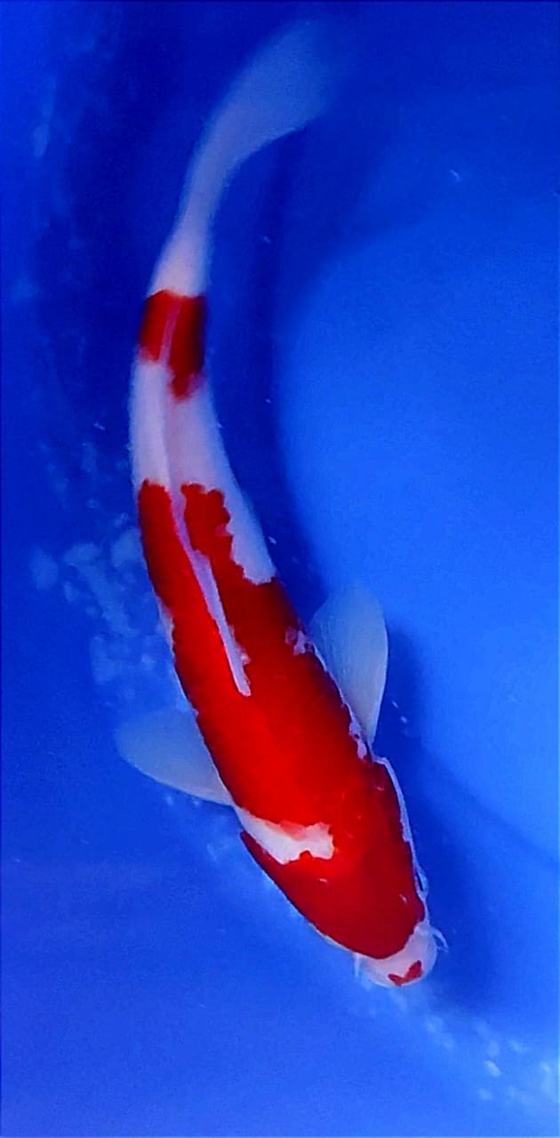Lelang Koi Online, Jual Beli Ikan Koi, Pusat Jual Beli Koi, Info Lelang Koi Hari Ini, Platform Jual Beli Koi, Jual Beli Ikan Koi Online, Marketplace Ikan Koi, Jual Koi Terbaik, Tempat Beli Koi Berkualitas, Pasar Ikan Koi Online Terpercaya, Penjual Ikan Koi Terpercaya, Beli Koi Hias Online, Ikan Koi untuk Dijual, Koi Kualitas Terbaik, Toko Online Ikan Koi, Koi Hias Untuk Dijual, Jual Beli Ikan Koi Lokal, Koi Indonesia Online, Pusat Jual Beli Koi Terbesar