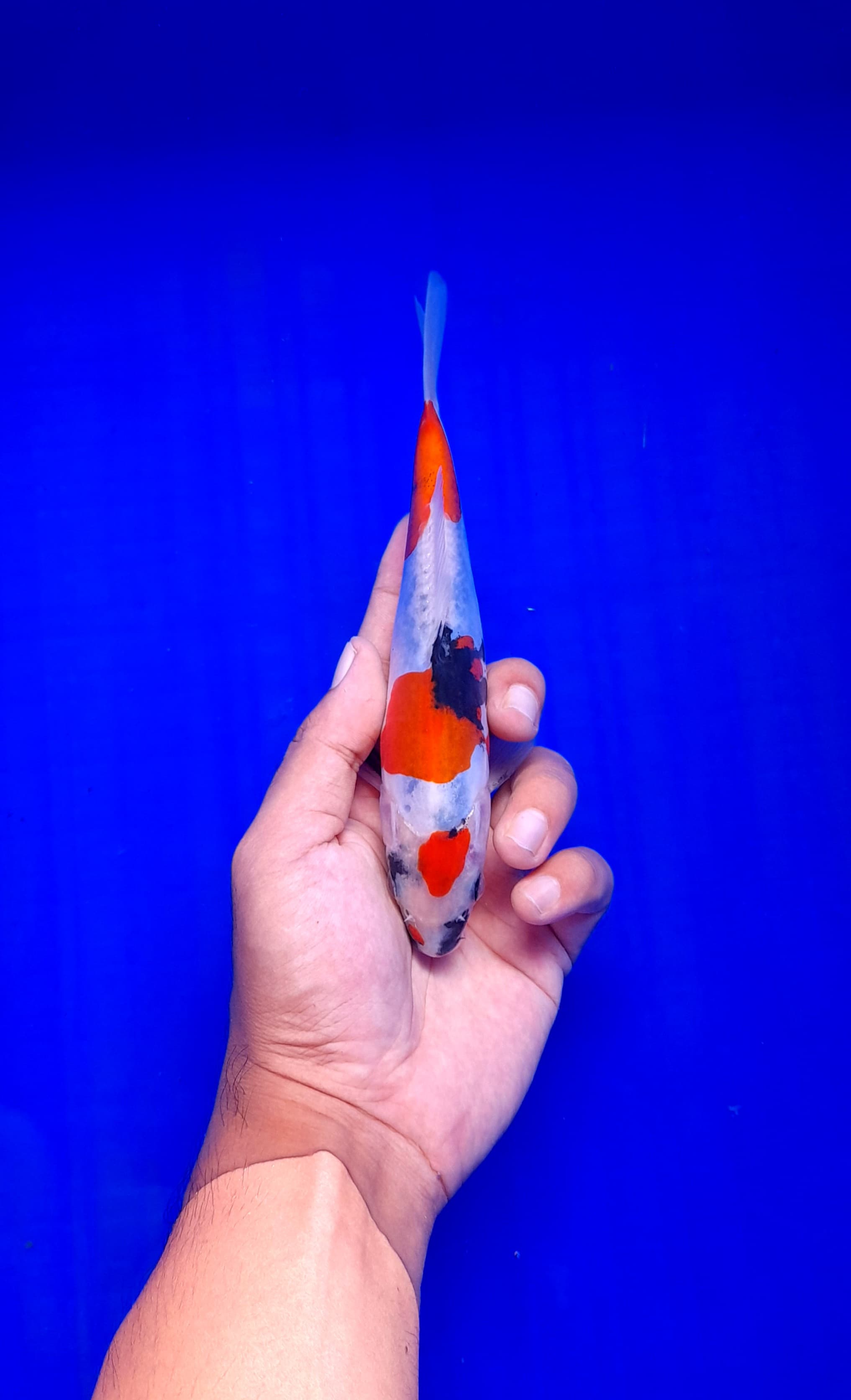 Lelang Koi Online, Jual Beli Ikan Koi, Pusat Jual Beli Koi, Info Lelang Koi Hari Ini, Platform Jual Beli Koi, Jual Beli Ikan Koi Online, Marketplace Ikan Koi, Jual Koi Terbaik, Tempat Beli Koi Berkualitas, Pasar Ikan Koi Online Terpercaya, Penjual Ikan Koi Terpercaya, Beli Koi Hias Online, Ikan Koi untuk Dijual, Koi Kualitas Terbaik, Toko Online Ikan Koi, Koi Hias Untuk Dijual, Jual Beli Ikan Koi Lokal, Koi Indonesia Online, Pusat Jual Beli Koi Terbesar
