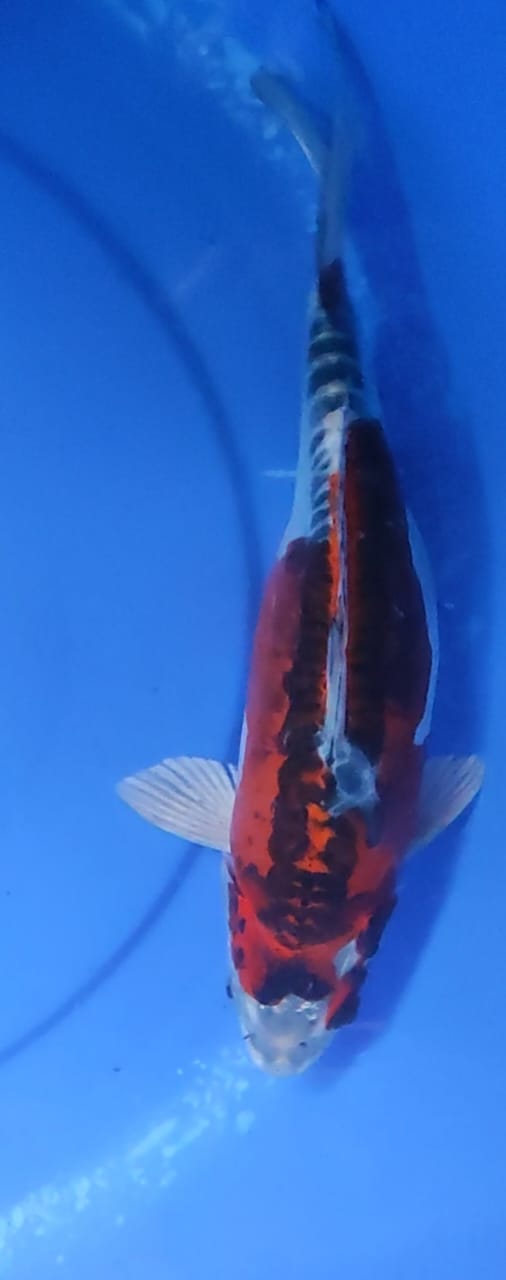 Lelang Koi Online, Jual Beli Ikan Koi, Pusat Jual Beli Koi, Info Lelang Koi Hari Ini, Platform Jual Beli Koi, Jual Beli Ikan Koi Online, Marketplace Ikan Koi, Jual Koi Terbaik, Tempat Beli Koi Berkualitas, Pasar Ikan Koi Online Terpercaya, Penjual Ikan Koi Terpercaya, Beli Koi Hias Online, Ikan Koi untuk Dijual, Koi Kualitas Terbaik, Toko Online Ikan Koi, Koi Hias Untuk Dijual, Jual Beli Ikan Koi Lokal, Koi Indonesia Online, Pusat Jual Beli Koi Terbesar