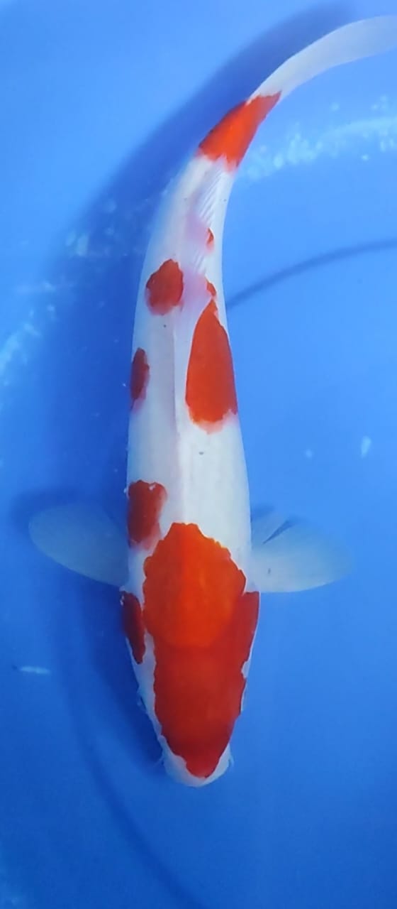 Lelang Koi Online, Jual Beli Ikan Koi, Pusat Jual Beli Koi, Info Lelang Koi Hari Ini, Platform Jual Beli Koi, Jual Beli Ikan Koi Online, Marketplace Ikan Koi, Jual Koi Terbaik, Tempat Beli Koi Berkualitas, Pasar Ikan Koi Online Terpercaya, Penjual Ikan Koi Terpercaya, Beli Koi Hias Online, Ikan Koi untuk Dijual, Koi Kualitas Terbaik, Toko Online Ikan Koi, Koi Hias Untuk Dijual, Jual Beli Ikan Koi Lokal, Koi Indonesia Online, Pusat Jual Beli Koi Terbesar