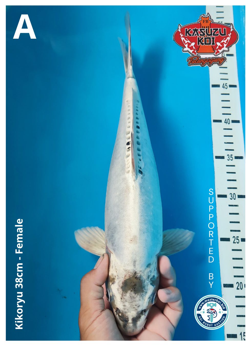 Lelang Koi Online, Jual Beli Ikan Koi, Pusat Jual Beli Koi, Info Lelang Koi Hari Ini, Platform Jual Beli Koi, Jual Beli Ikan Koi Online, Marketplace Ikan Koi, Jual Koi Terbaik, Tempat Beli Koi Berkualitas, Pasar Ikan Koi Online Terpercaya, Penjual Ikan Koi Terpercaya, Beli Koi Hias Online, Ikan Koi untuk Dijual, Koi Kualitas Terbaik, Toko Online Ikan Koi, Koi Hias Untuk Dijual, Jual Beli Ikan Koi Lokal, Koi Indonesia Online, Pusat Jual Beli Koi Terbesar