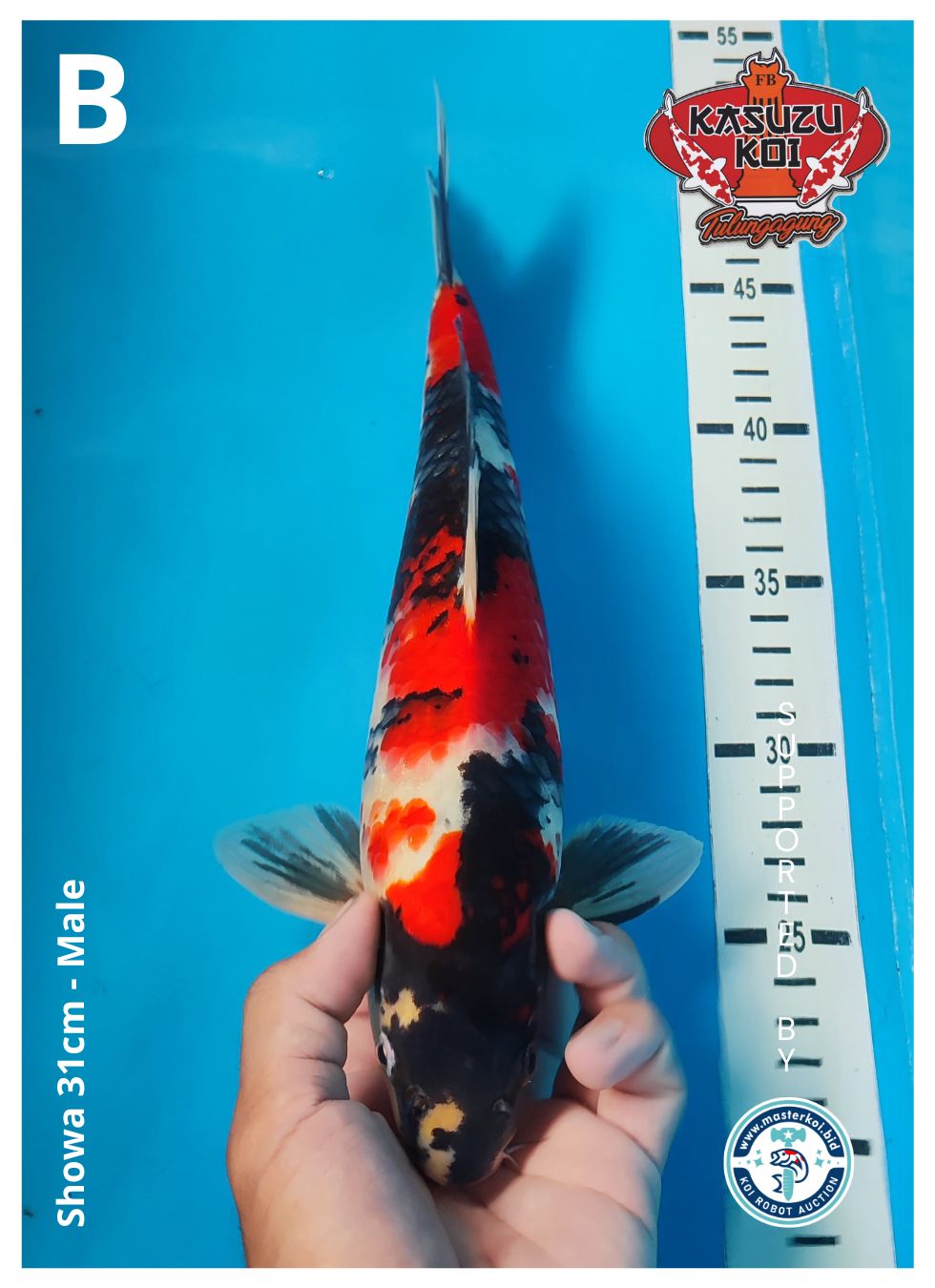 Lelang Koi Online, Jual Beli Ikan Koi, Pusat Jual Beli Koi, Info Lelang Koi Hari Ini, Platform Jual Beli Koi, Jual Beli Ikan Koi Online, Marketplace Ikan Koi, Jual Koi Terbaik, Tempat Beli Koi Berkualitas, Pasar Ikan Koi Online Terpercaya, Penjual Ikan Koi Terpercaya, Beli Koi Hias Online, Ikan Koi untuk Dijual, Koi Kualitas Terbaik, Toko Online Ikan Koi, Koi Hias Untuk Dijual, Jual Beli Ikan Koi Lokal, Koi Indonesia Online, Pusat Jual Beli Koi Terbesar