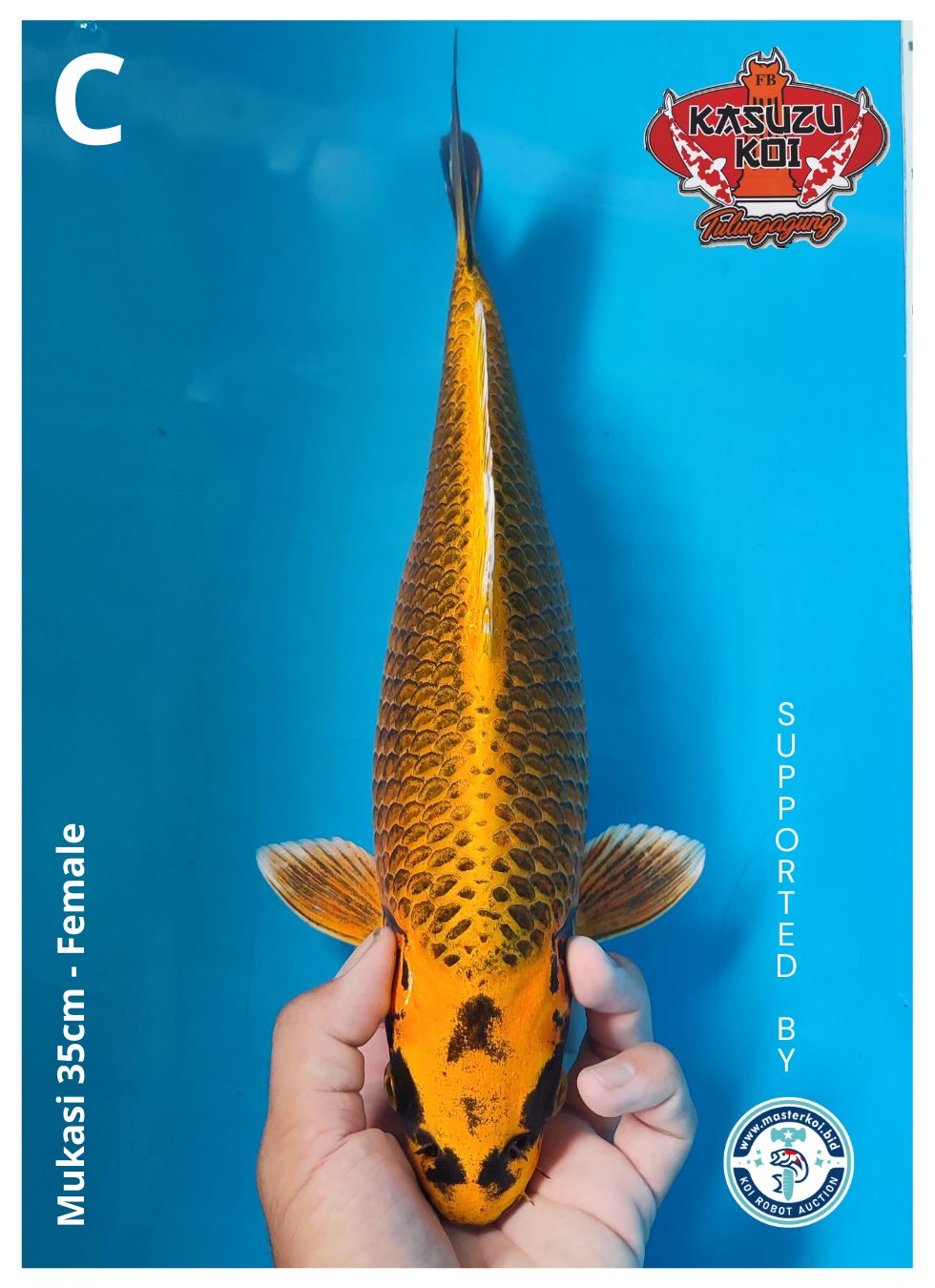 Lelang Koi Online, Jual Beli Ikan Koi, Pusat Jual Beli Koi, Info Lelang Koi Hari Ini, Platform Jual Beli Koi, Jual Beli Ikan Koi Online, Marketplace Ikan Koi, Jual Koi Terbaik, Tempat Beli Koi Berkualitas, Pasar Ikan Koi Online Terpercaya, Penjual Ikan Koi Terpercaya, Beli Koi Hias Online, Ikan Koi untuk Dijual, Koi Kualitas Terbaik, Toko Online Ikan Koi, Koi Hias Untuk Dijual, Jual Beli Ikan Koi Lokal, Koi Indonesia Online, Pusat Jual Beli Koi Terbesar