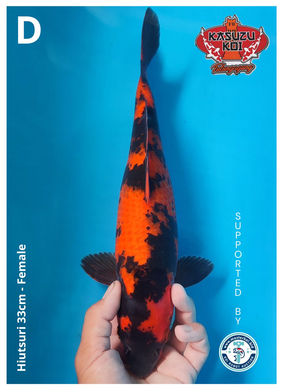 Lelang Koi Online, Jual Beli Ikan Koi, Pusat Jual Beli Koi, Info Lelang Koi Hari Ini, Platform Jual Beli Koi, Jual Beli Ikan Koi Online, Marketplace Ikan Koi, Jual Koi Terbaik, Tempat Beli Koi Berkualitas, Pasar Ikan Koi Online Terpercaya, Penjual Ikan Koi Terpercaya, Beli Koi Hias Online, Ikan Koi untuk Dijual, Koi Kualitas Terbaik, Toko Online Ikan Koi, Koi Hias Untuk Dijual, Jual Beli Ikan Koi Lokal, Koi Indonesia Online, Pusat Jual Beli Koi Terbesar