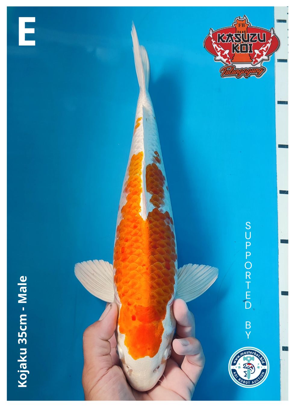 Lelang Koi Online, Jual Beli Ikan Koi, Pusat Jual Beli Koi, Info Lelang Koi Hari Ini, Platform Jual Beli Koi, Jual Beli Ikan Koi Online, Marketplace Ikan Koi, Jual Koi Terbaik, Tempat Beli Koi Berkualitas, Pasar Ikan Koi Online Terpercaya, Penjual Ikan Koi Terpercaya, Beli Koi Hias Online, Ikan Koi untuk Dijual, Koi Kualitas Terbaik, Toko Online Ikan Koi, Koi Hias Untuk Dijual, Jual Beli Ikan Koi Lokal, Koi Indonesia Online, Pusat Jual Beli Koi Terbesar
