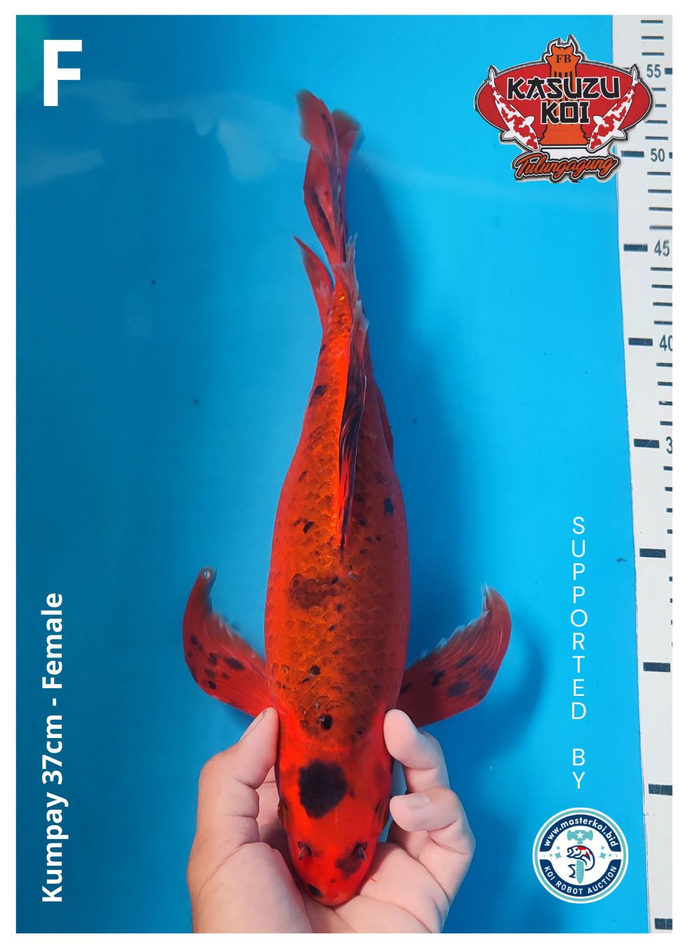 Lelang Koi Online, Jual Beli Ikan Koi, Pusat Jual Beli Koi, Info Lelang Koi Hari Ini, Platform Jual Beli Koi, Jual Beli Ikan Koi Online, Marketplace Ikan Koi, Jual Koi Terbaik, Tempat Beli Koi Berkualitas, Pasar Ikan Koi Online Terpercaya, Penjual Ikan Koi Terpercaya, Beli Koi Hias Online, Ikan Koi untuk Dijual, Koi Kualitas Terbaik, Toko Online Ikan Koi, Koi Hias Untuk Dijual, Jual Beli Ikan Koi Lokal, Koi Indonesia Online, Pusat Jual Beli Koi Terbesar