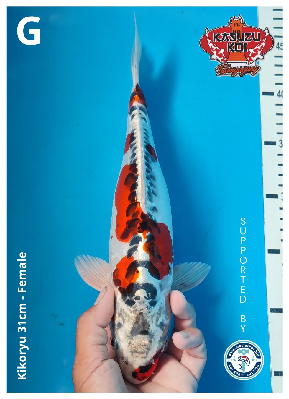 Lelang Koi Online, Jual Beli Ikan Koi, Pusat Jual Beli Koi, Info Lelang Koi Hari Ini, Platform Jual Beli Koi, Jual Beli Ikan Koi Online, Marketplace Ikan Koi, Jual Koi Terbaik, Tempat Beli Koi Berkualitas, Pasar Ikan Koi Online Terpercaya, Penjual Ikan Koi Terpercaya, Beli Koi Hias Online, Ikan Koi untuk Dijual, Koi Kualitas Terbaik, Toko Online Ikan Koi, Koi Hias Untuk Dijual, Jual Beli Ikan Koi Lokal, Koi Indonesia Online, Pusat Jual Beli Koi Terbesar