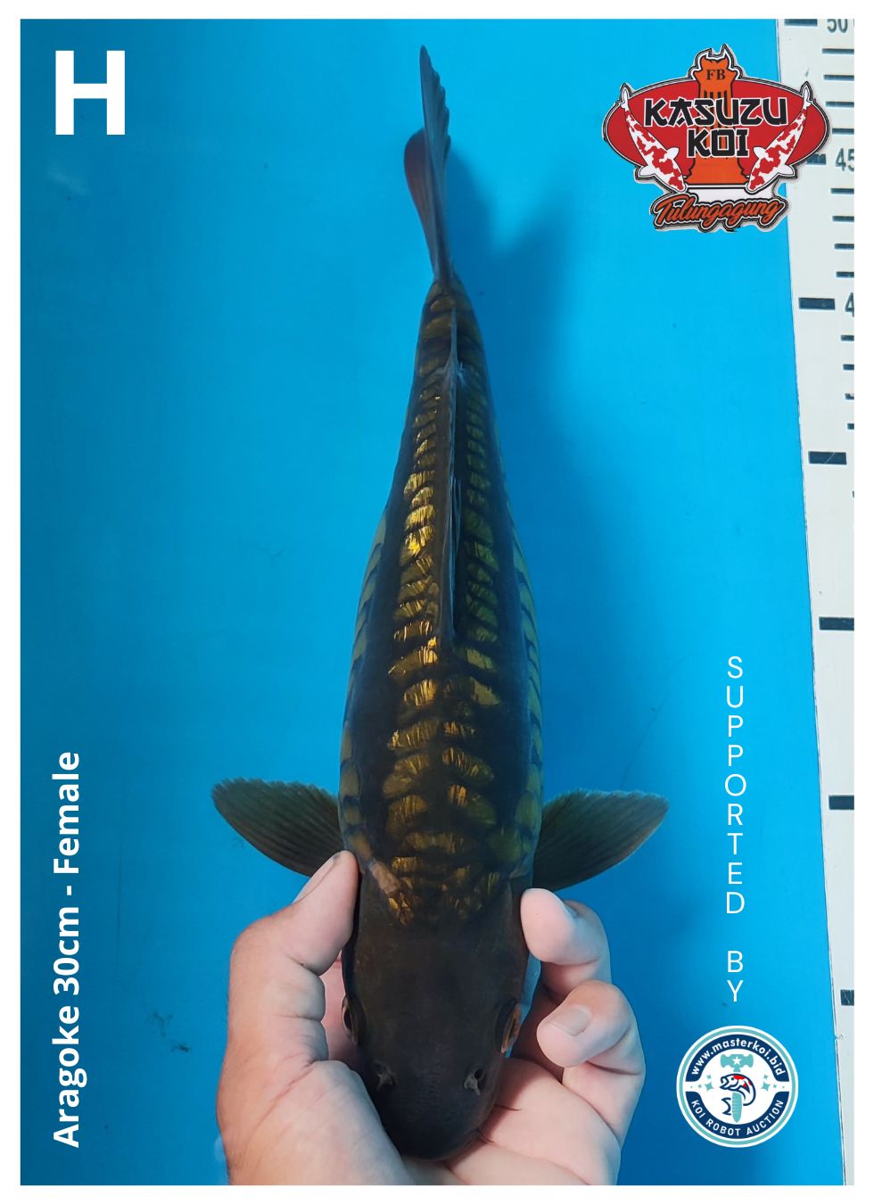 Lelang Koi Online, Jual Beli Ikan Koi, Pusat Jual Beli Koi, Info Lelang Koi Hari Ini, Platform Jual Beli Koi, Jual Beli Ikan Koi Online, Marketplace Ikan Koi, Jual Koi Terbaik, Tempat Beli Koi Berkualitas, Pasar Ikan Koi Online Terpercaya, Penjual Ikan Koi Terpercaya, Beli Koi Hias Online, Ikan Koi untuk Dijual, Koi Kualitas Terbaik, Toko Online Ikan Koi, Koi Hias Untuk Dijual, Jual Beli Ikan Koi Lokal, Koi Indonesia Online, Pusat Jual Beli Koi Terbesar