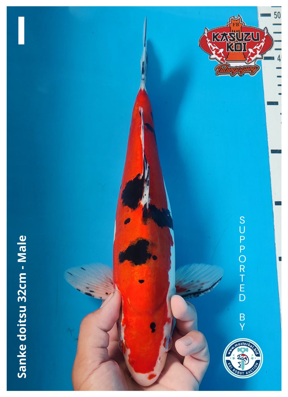 Lelang Koi Online, Jual Beli Ikan Koi, Pusat Jual Beli Koi, Info Lelang Koi Hari Ini, Platform Jual Beli Koi, Jual Beli Ikan Koi Online, Marketplace Ikan Koi, Jual Koi Terbaik, Tempat Beli Koi Berkualitas, Pasar Ikan Koi Online Terpercaya, Penjual Ikan Koi Terpercaya, Beli Koi Hias Online, Ikan Koi untuk Dijual, Koi Kualitas Terbaik, Toko Online Ikan Koi, Koi Hias Untuk Dijual, Jual Beli Ikan Koi Lokal, Koi Indonesia Online, Pusat Jual Beli Koi Terbesar