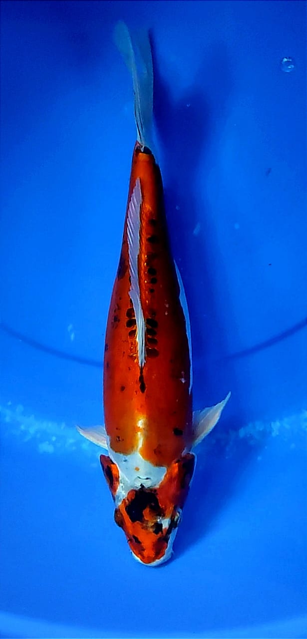 Lelang Koi Online, Jual Beli Ikan Koi, Pusat Jual Beli Koi, Info Lelang Koi Hari Ini, Platform Jual Beli Koi, Jual Beli Ikan Koi Online, Marketplace Ikan Koi, Jual Koi Terbaik, Tempat Beli Koi Berkualitas, Pasar Ikan Koi Online Terpercaya, Penjual Ikan Koi Terpercaya, Beli Koi Hias Online, Ikan Koi untuk Dijual, Koi Kualitas Terbaik, Toko Online Ikan Koi, Koi Hias Untuk Dijual, Jual Beli Ikan Koi Lokal, Koi Indonesia Online, Pusat Jual Beli Koi Terbesar