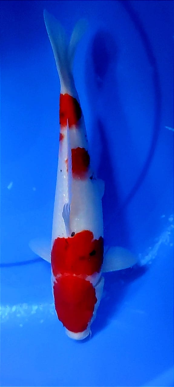 Lelang Koi Online, Jual Beli Ikan Koi, Pusat Jual Beli Koi, Info Lelang Koi Hari Ini, Platform Jual Beli Koi, Jual Beli Ikan Koi Online, Marketplace Ikan Koi, Jual Koi Terbaik, Tempat Beli Koi Berkualitas, Pasar Ikan Koi Online Terpercaya, Penjual Ikan Koi Terpercaya, Beli Koi Hias Online, Ikan Koi untuk Dijual, Koi Kualitas Terbaik, Toko Online Ikan Koi, Koi Hias Untuk Dijual, Jual Beli Ikan Koi Lokal, Koi Indonesia Online, Pusat Jual Beli Koi Terbesar