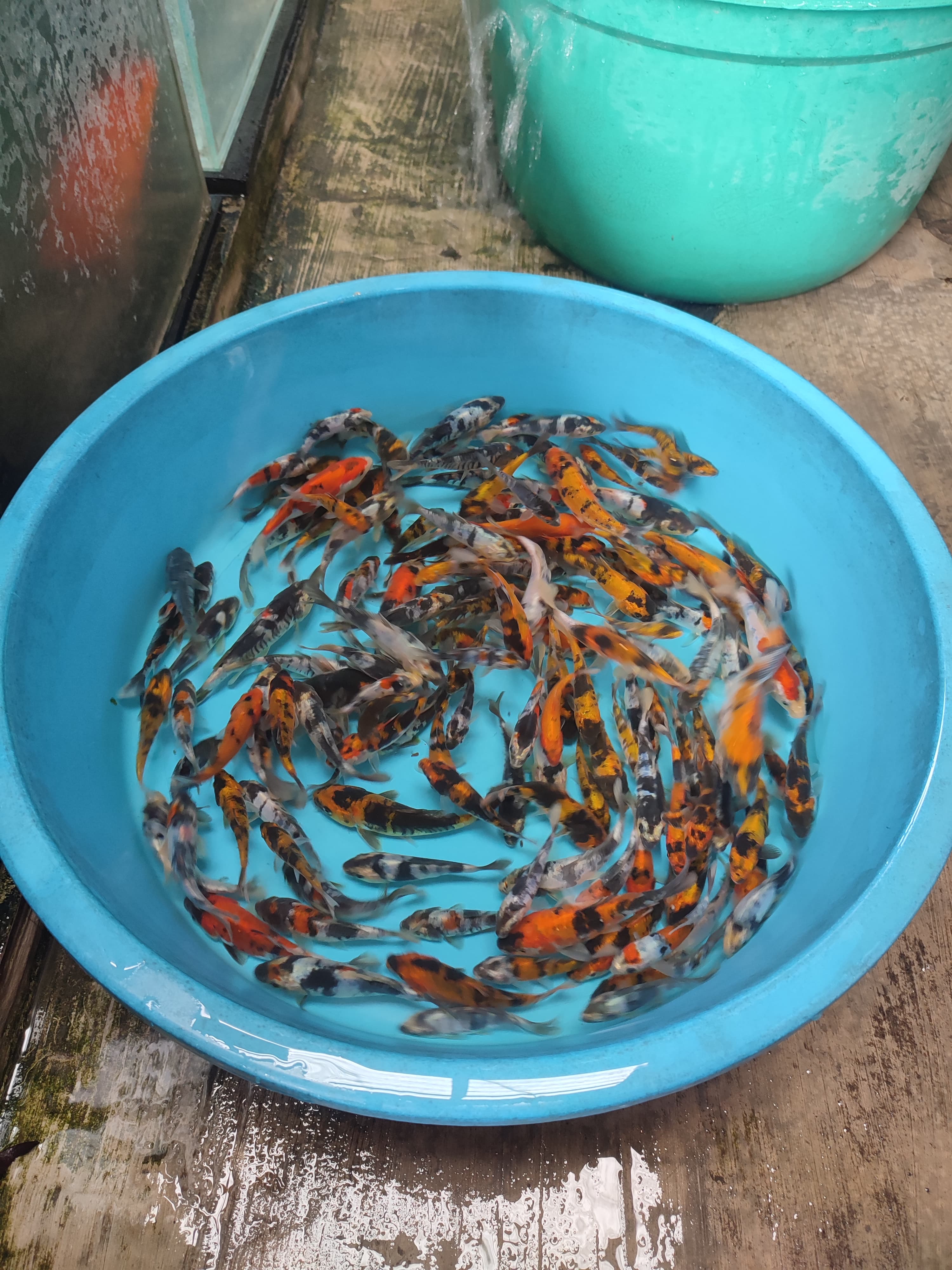 Lelang Koi Online, Jual Beli Ikan Koi, Pusat Jual Beli Koi, Info Lelang Koi Hari Ini, Platform Jual Beli Koi, Jual Beli Ikan Koi Online, Marketplace Ikan Koi, Jual Koi Terbaik, Tempat Beli Koi Berkualitas, Pasar Ikan Koi Online Terpercaya, Penjual Ikan Koi Terpercaya, Beli Koi Hias Online, Ikan Koi untuk Dijual, Koi Kualitas Terbaik, Toko Online Ikan Koi, Koi Hias Untuk Dijual, Jual Beli Ikan Koi Lokal, Koi Indonesia Online, Pusat Jual Beli Koi Terbesar