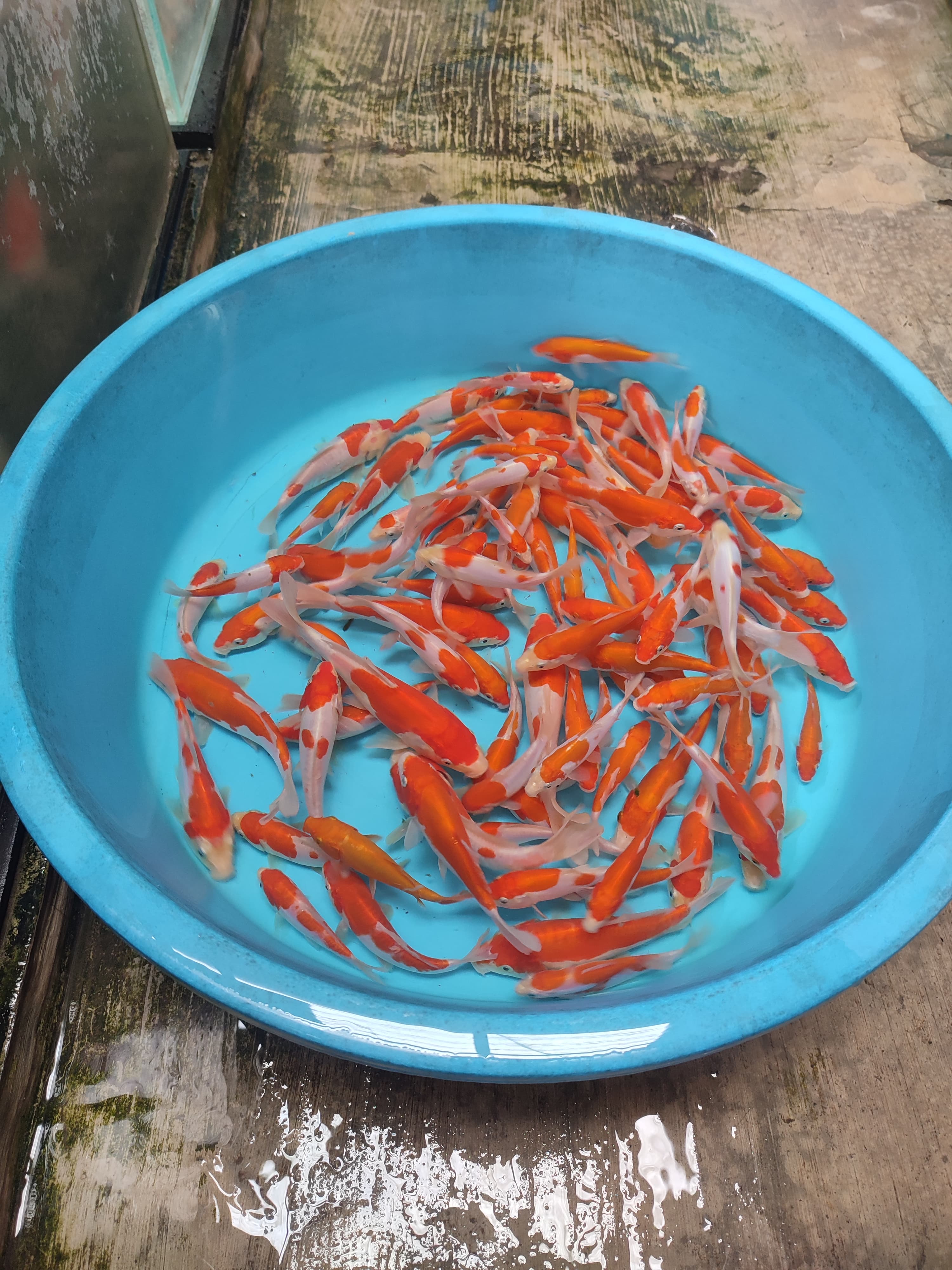 Lelang Koi Online, Jual Beli Ikan Koi, Pusat Jual Beli Koi, Info Lelang Koi Hari Ini, Platform Jual Beli Koi, Jual Beli Ikan Koi Online, Marketplace Ikan Koi, Jual Koi Terbaik, Tempat Beli Koi Berkualitas, Pasar Ikan Koi Online Terpercaya, Penjual Ikan Koi Terpercaya, Beli Koi Hias Online, Ikan Koi untuk Dijual, Koi Kualitas Terbaik, Toko Online Ikan Koi, Koi Hias Untuk Dijual, Jual Beli Ikan Koi Lokal, Koi Indonesia Online, Pusat Jual Beli Koi Terbesar
