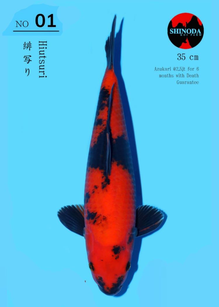 Lelang Koi Online, Jual Beli Ikan Koi, Pusat Jual Beli Koi, Info Lelang Koi Hari Ini, Platform Jual Beli Koi, Jual Beli Ikan Koi Online, Marketplace Ikan Koi, Jual Koi Terbaik, Tempat Beli Koi Berkualitas, Pasar Ikan Koi Online Terpercaya, Penjual Ikan Koi Terpercaya, Beli Koi Hias Online, Ikan Koi untuk Dijual, Koi Kualitas Terbaik, Toko Online Ikan Koi, Koi Hias Untuk Dijual, Jual Beli Ikan Koi Lokal, Koi Indonesia Online, Pusat Jual Beli Koi Terbesar