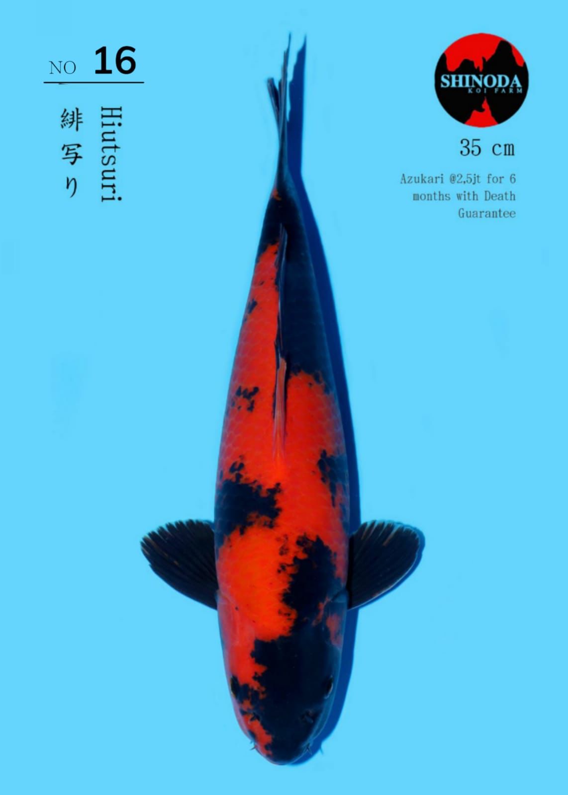 Lelang Koi Online, Jual Beli Ikan Koi, Pusat Jual Beli Koi, Info Lelang Koi Hari Ini, Platform Jual Beli Koi, Jual Beli Ikan Koi Online, Marketplace Ikan Koi, Jual Koi Terbaik, Tempat Beli Koi Berkualitas, Pasar Ikan Koi Online Terpercaya, Penjual Ikan Koi Terpercaya, Beli Koi Hias Online, Ikan Koi untuk Dijual, Koi Kualitas Terbaik, Toko Online Ikan Koi, Koi Hias Untuk Dijual, Jual Beli Ikan Koi Lokal, Koi Indonesia Online, Pusat Jual Beli Koi Terbesar